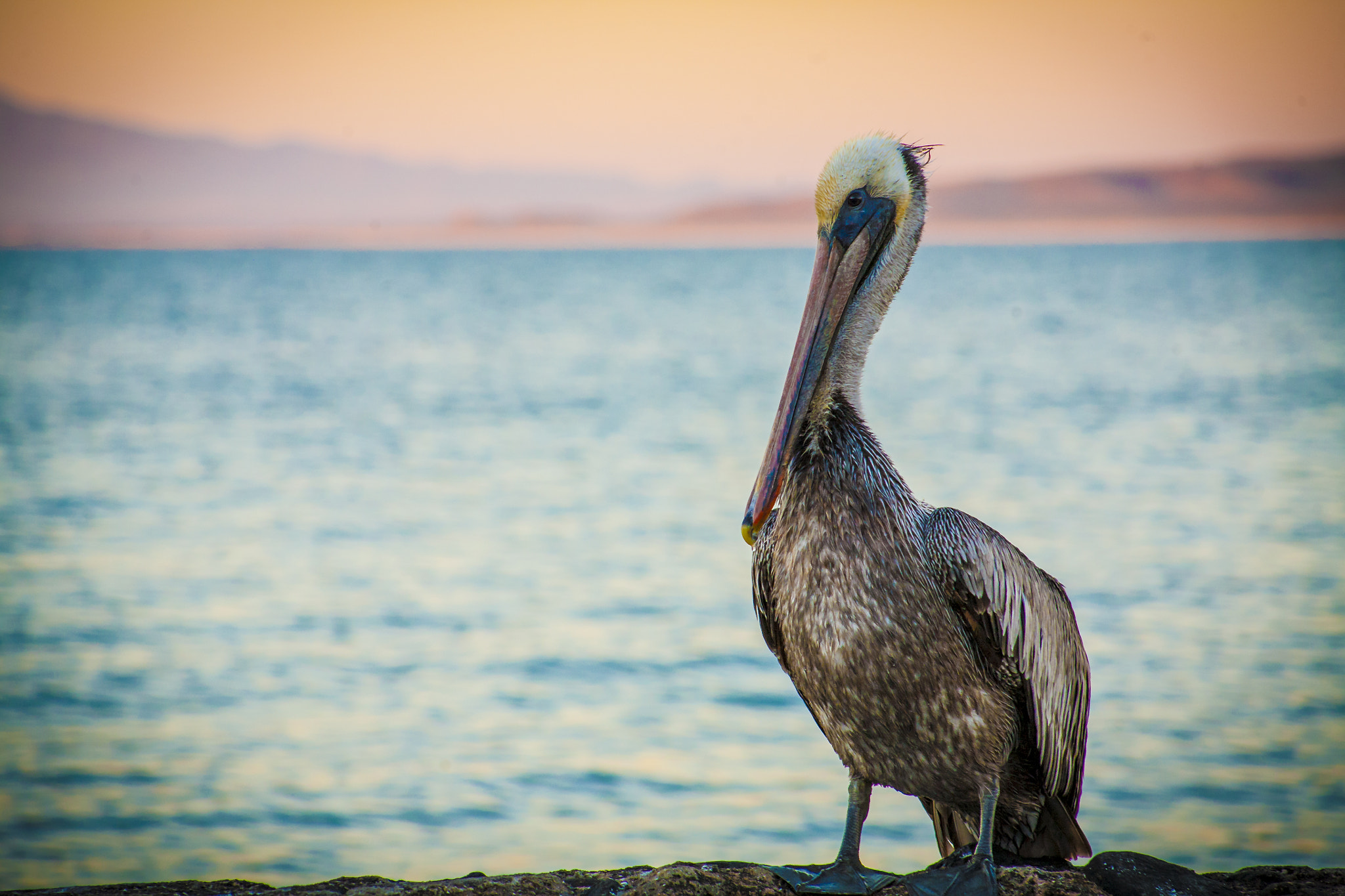Canon EOS 5D + EF75-300mm f/4-5.6 sample photo. Pelican amigo, puerto peñasco photography
