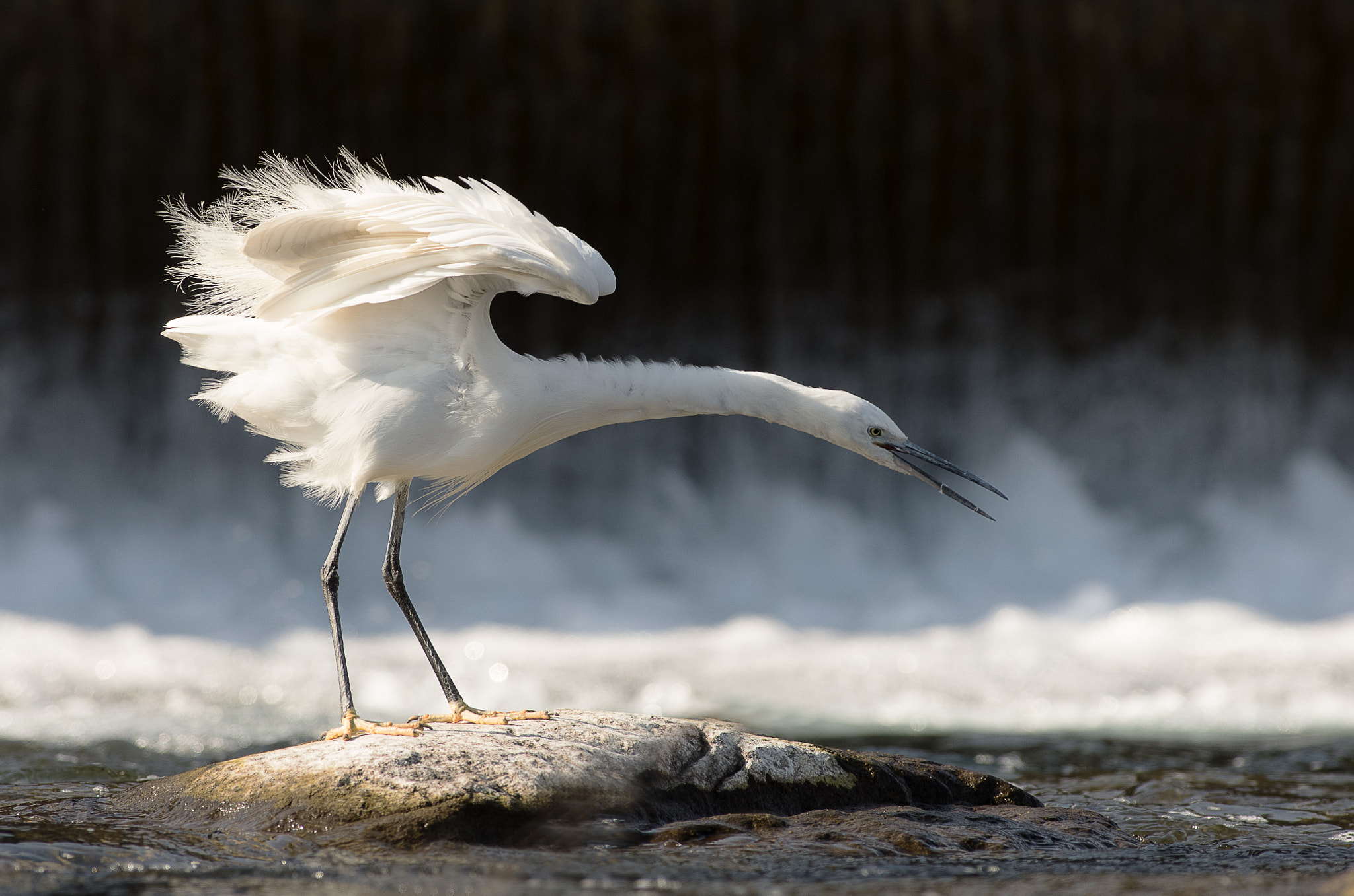 Pentax smc DA* 300mm F4.0 ED (IF) SDM sample photo. Aigrette garzette. photography