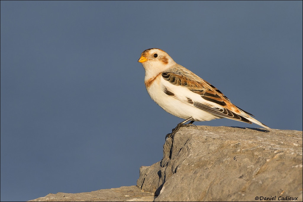 Canon EF 500mm F4L IS II USM sample photo. Snow bunting on a rock photography