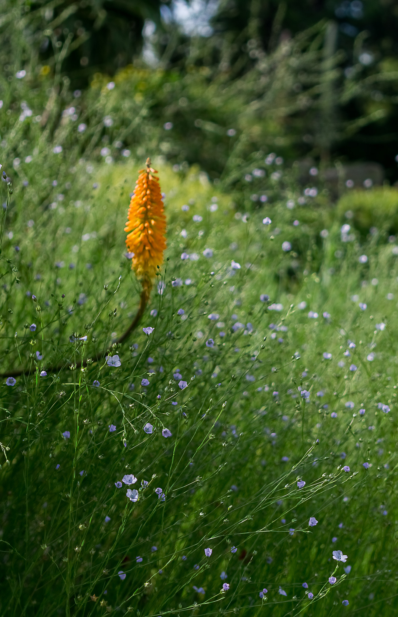 Sony a6000 + Sony Sonnar T* FE 35mm F2.8 ZA sample photo. Dare to be different photography