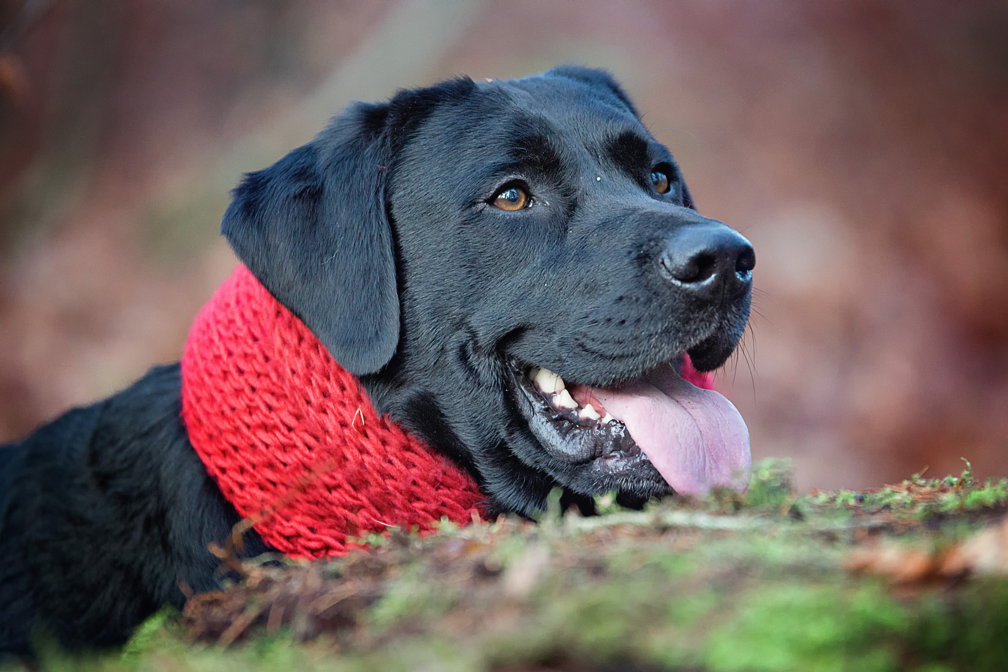 Sony SLT-A77 + Tamron SP 70-200mm F2.8 Di VC USD sample photo. Ole labrador retriever photography