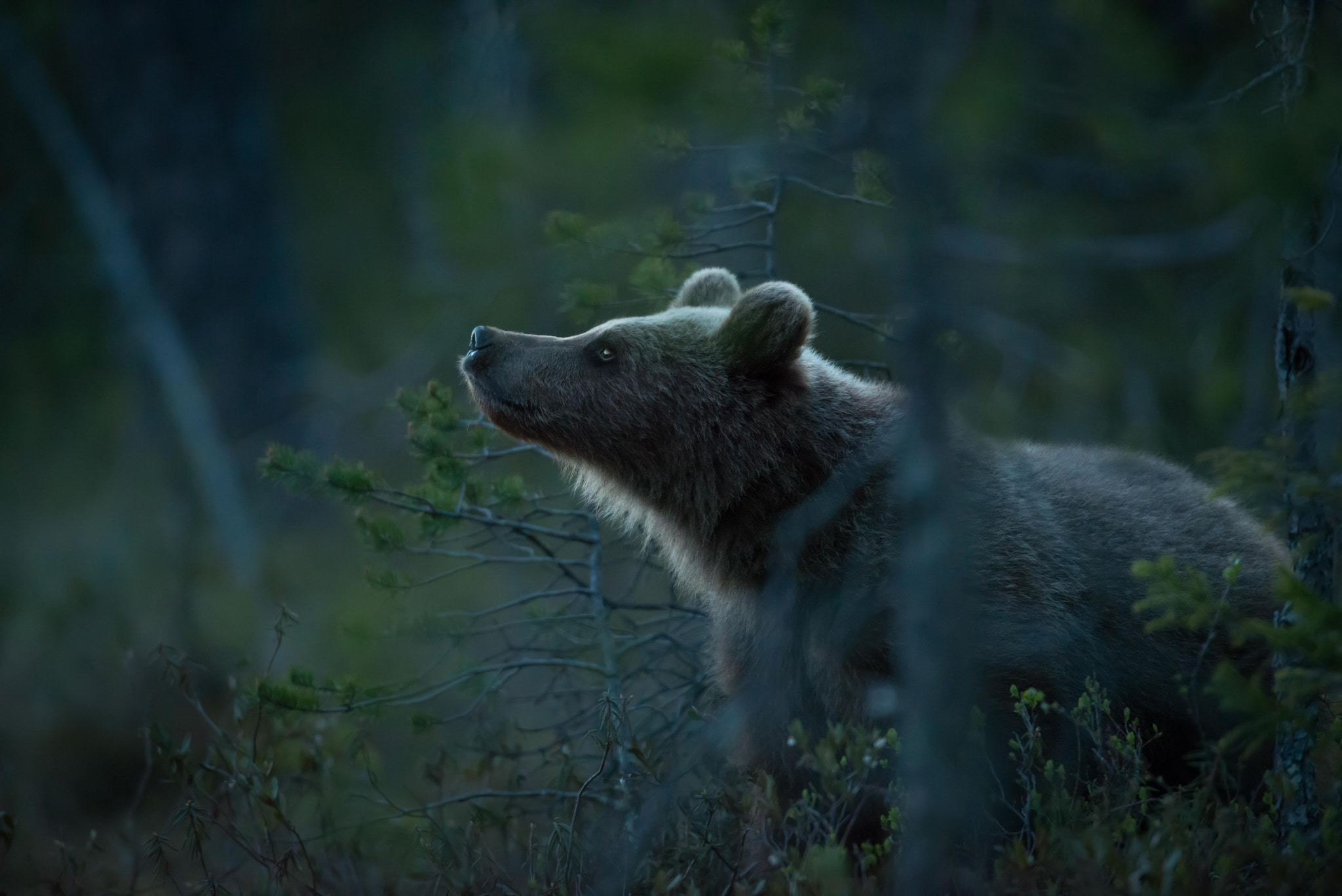 Nikon AF-S Nikkor 600mm F4D ED-IF II sample photo. Bear cub at almost midnight, finland photography