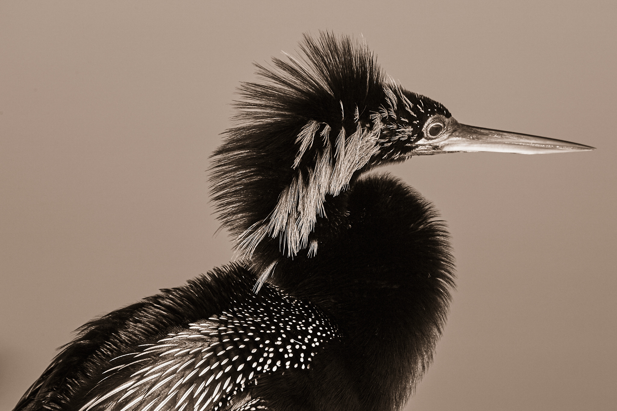 Canon EOS-1D Mark II N sample photo. Monochrome anhinga photography