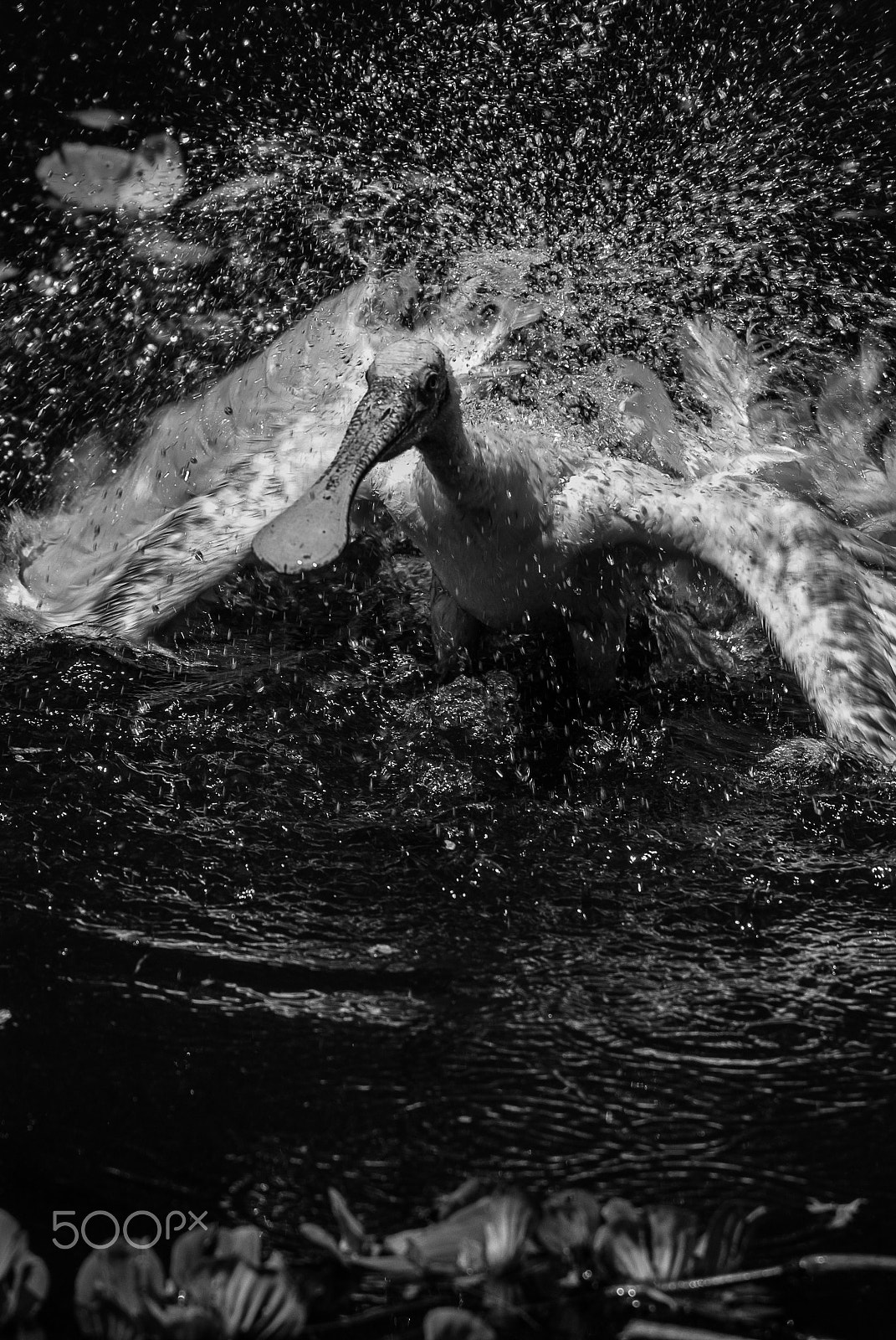 Nikon D200 sample photo. Spoonbill splashing photography