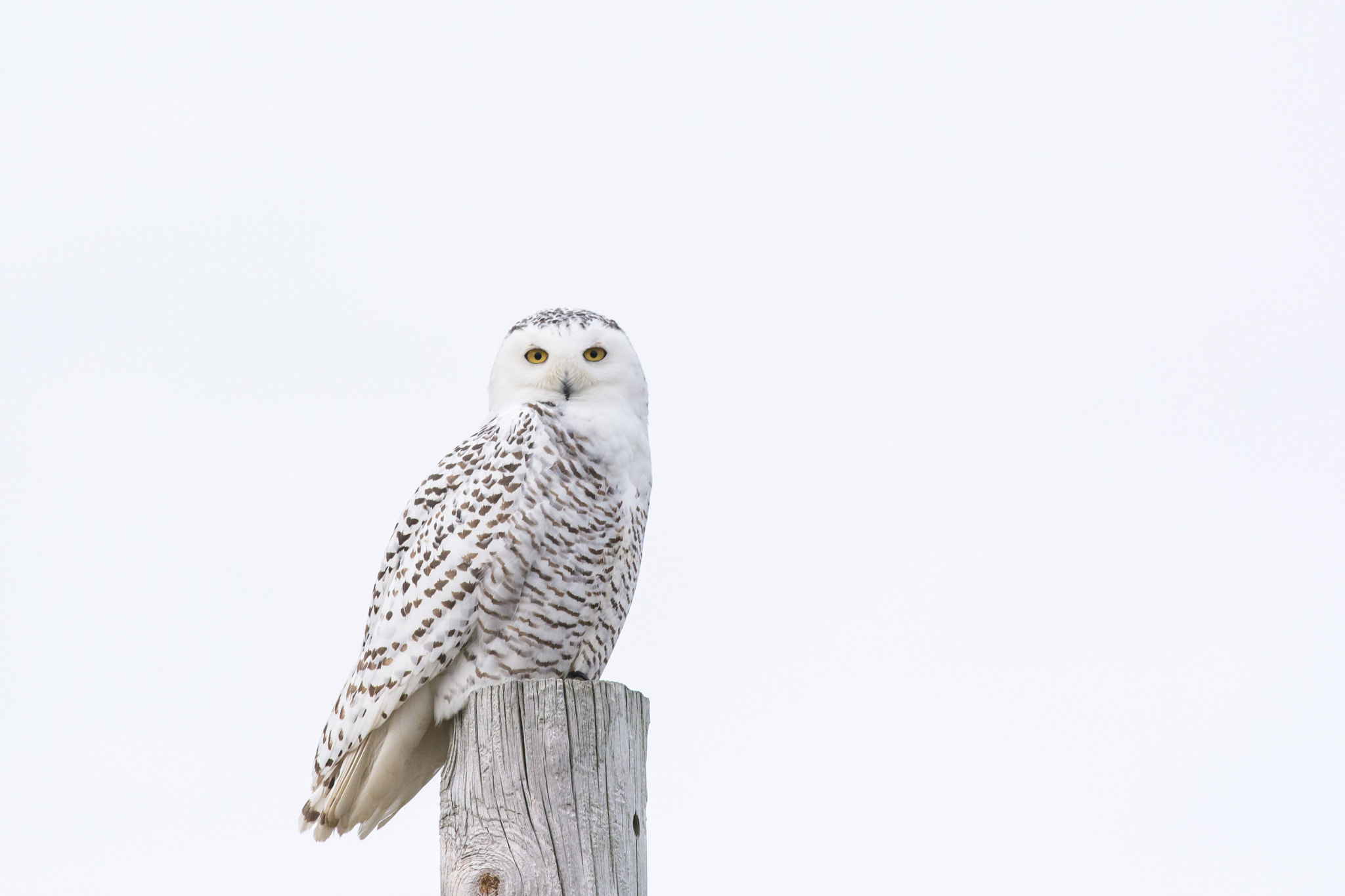 AF-S Nikkor 300mm f/2.8D IF-ED II sample photo. White on white...snowy owl photography