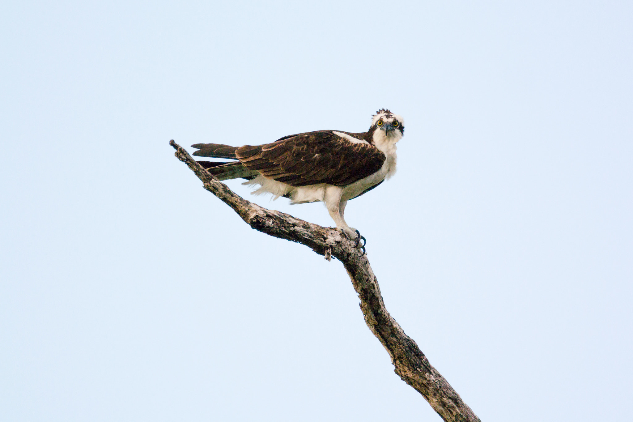 Nikon 1 Nikkor VR 70-300mm F4.5-5.6 sample photo. Osprey photography