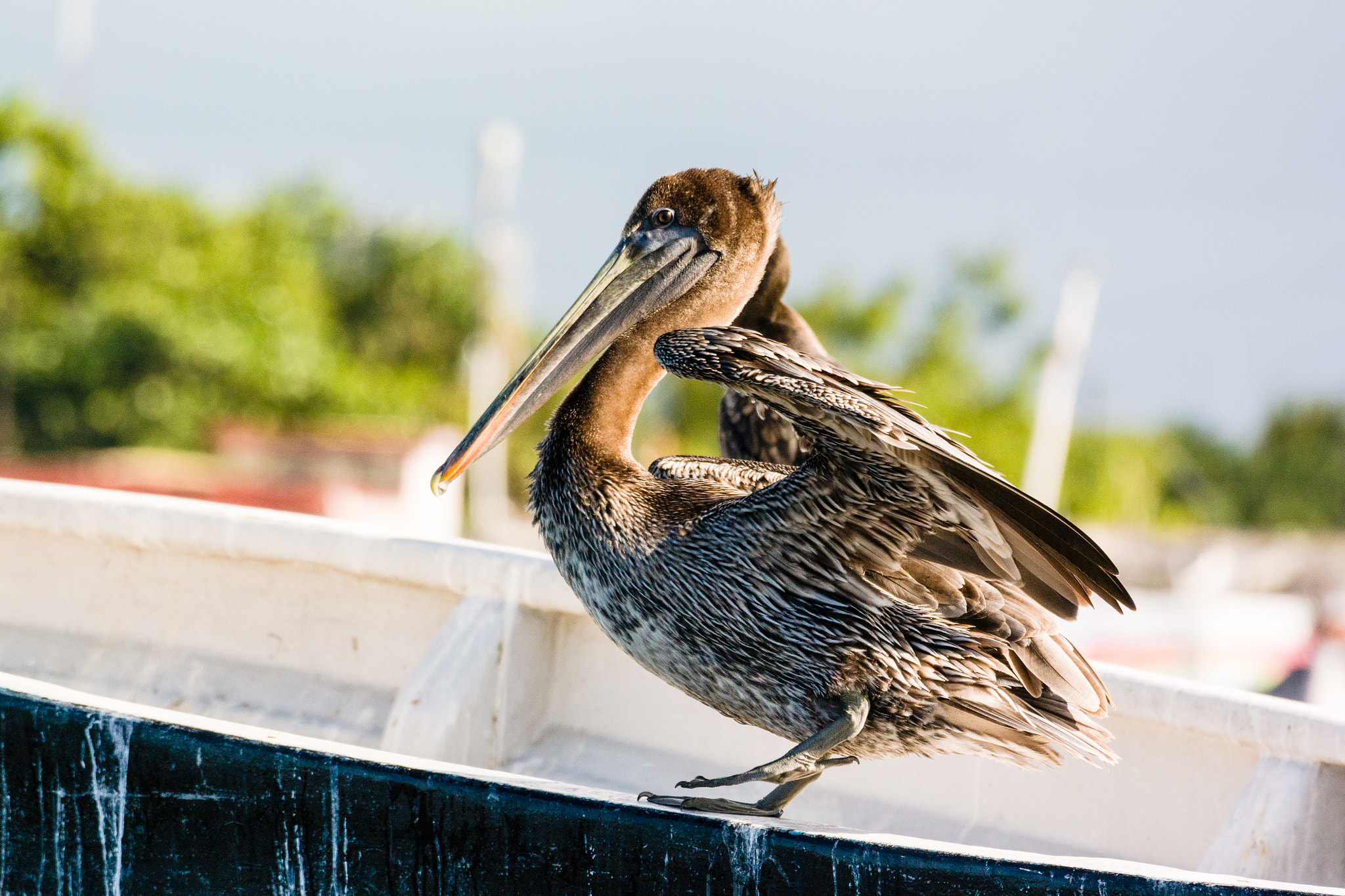 Nikon 1 Nikkor VR 70-300mm F4.5-5.6 sample photo. Pelican photography