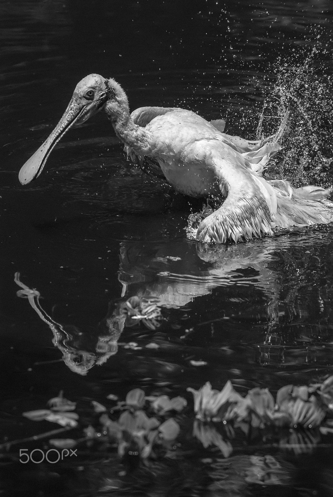 Nikon D200 sample photo. Spoonbill splashing b & w photography