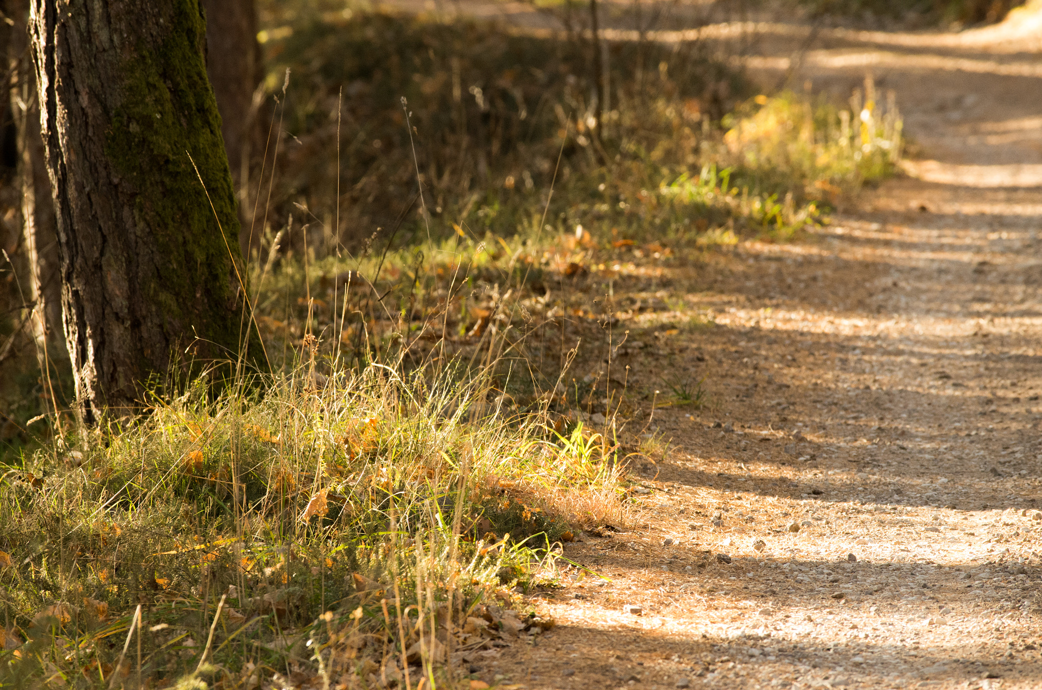 Pentax smc DA* 300mm F4.0 ED (IF) SDM sample photo. Autunno val di cembra photography
