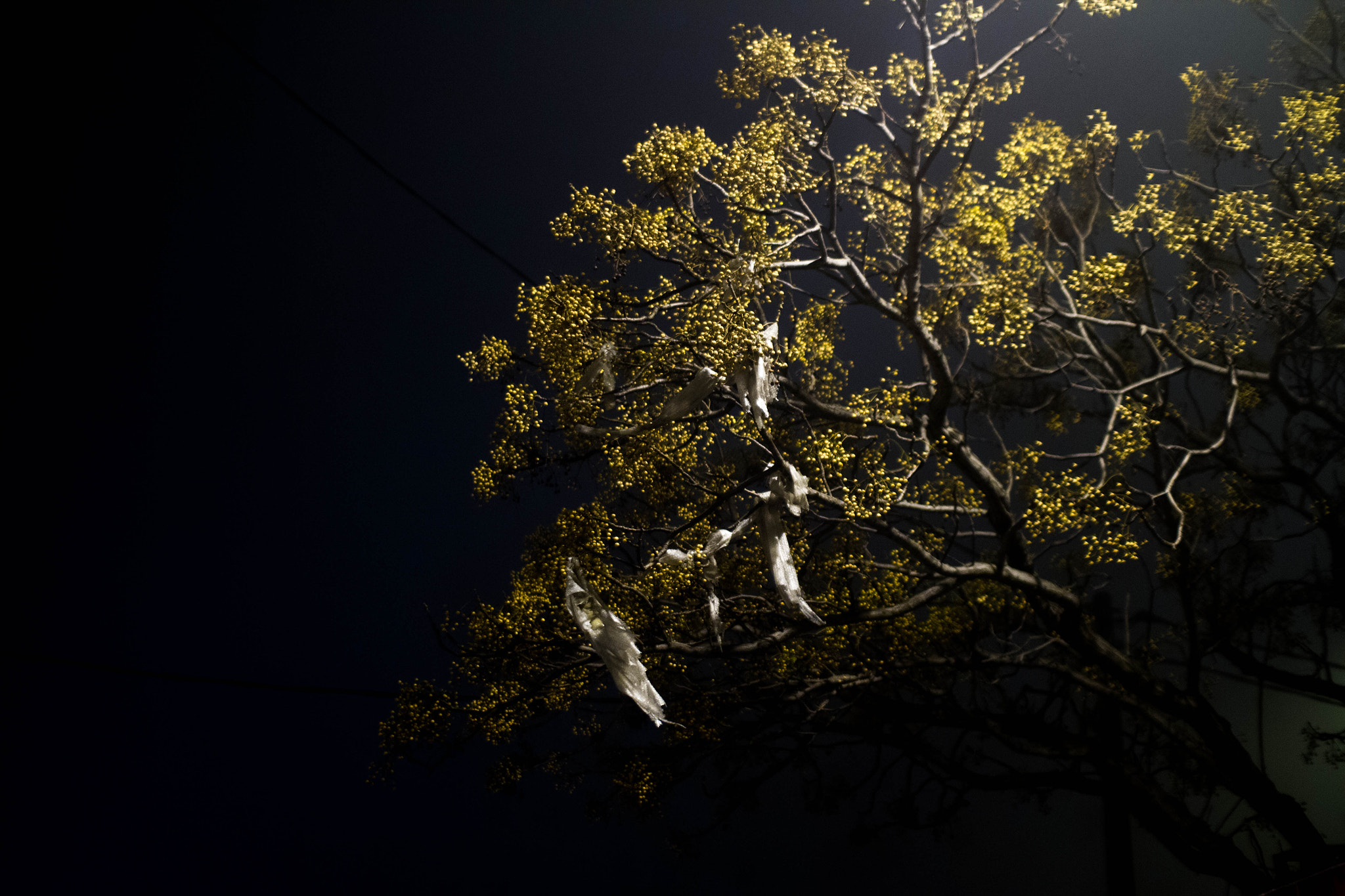 Canon EOS 7D + Sigma 30mm f/1.4 DC HSM sample photo. Rag tree photography