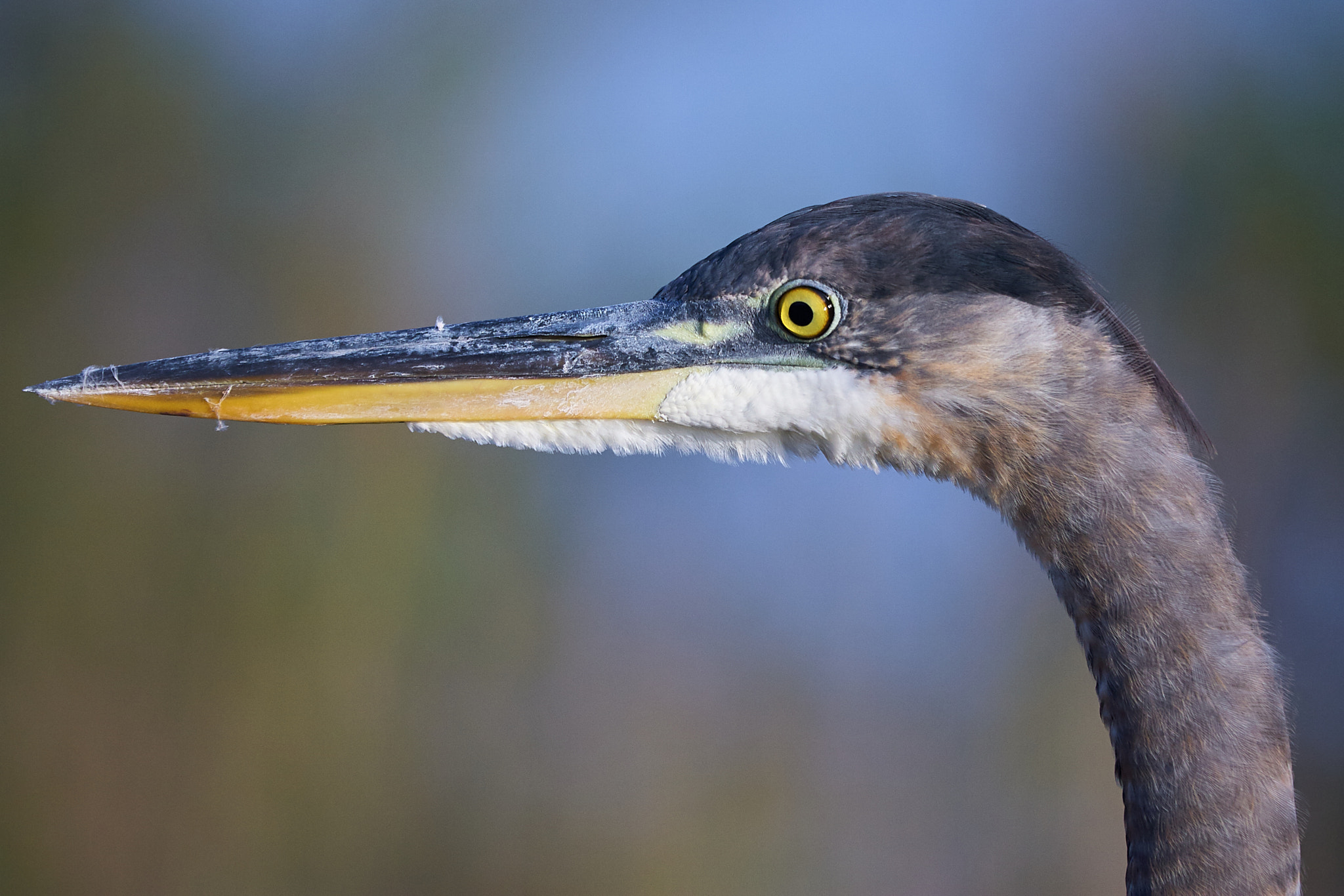 Canon EOS-1D Mark II N sample photo. Grey heron photography