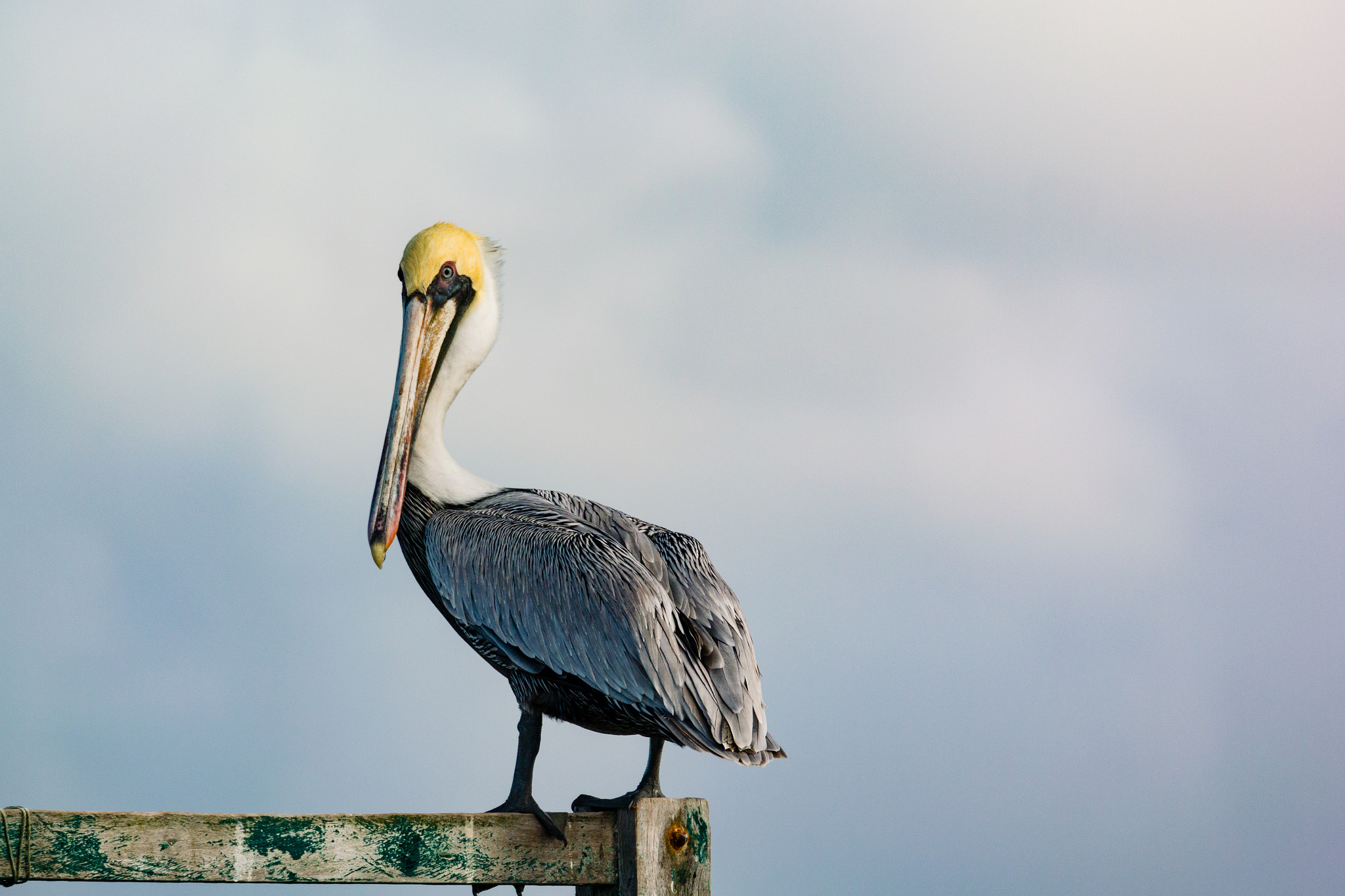 Nikon 1 Nikkor VR 70-300mm F4.5-5.6 sample photo. Brown pelican photography