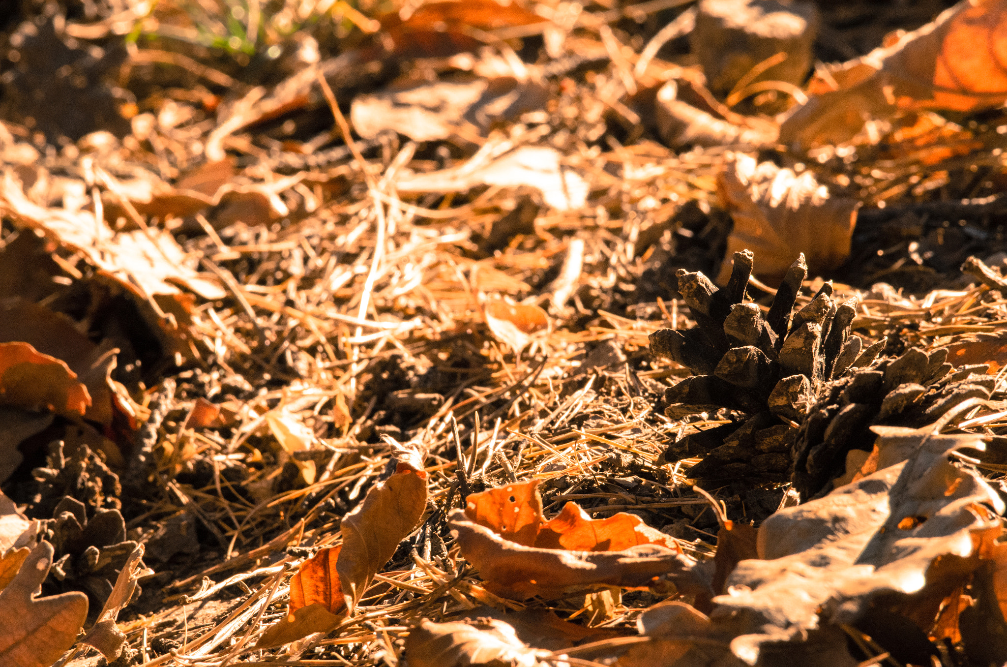 Pentax smc DA* 300mm F4.0 ED (IF) SDM sample photo. Quadretto autunnale photography