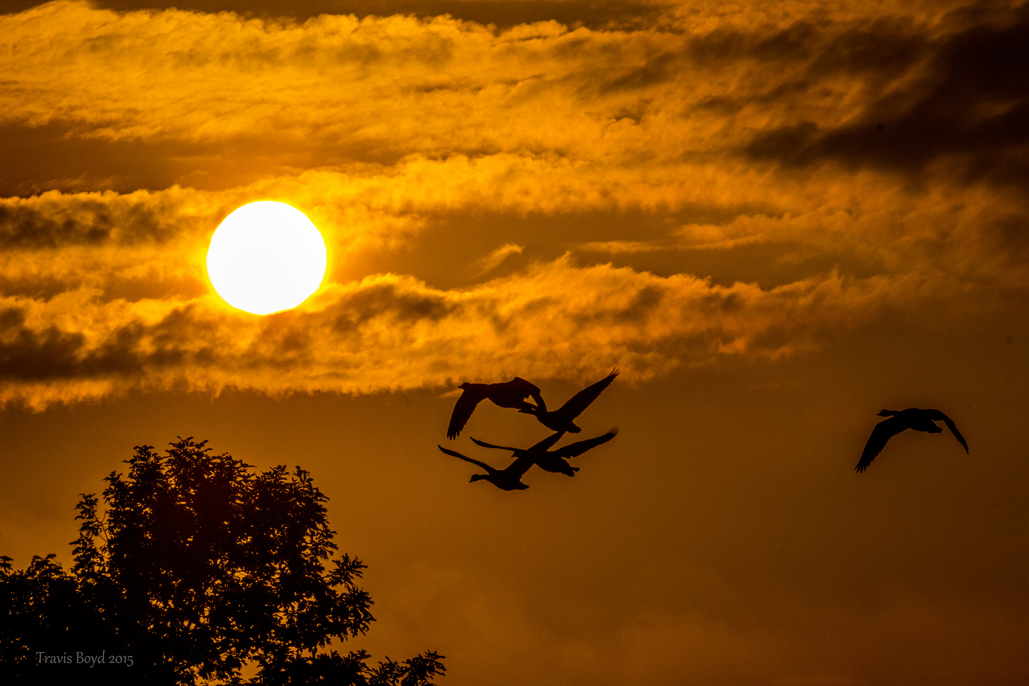 Canon EF 100-400mm F4.5-5.6L IS USM sample photo. Flight towards the sun photography