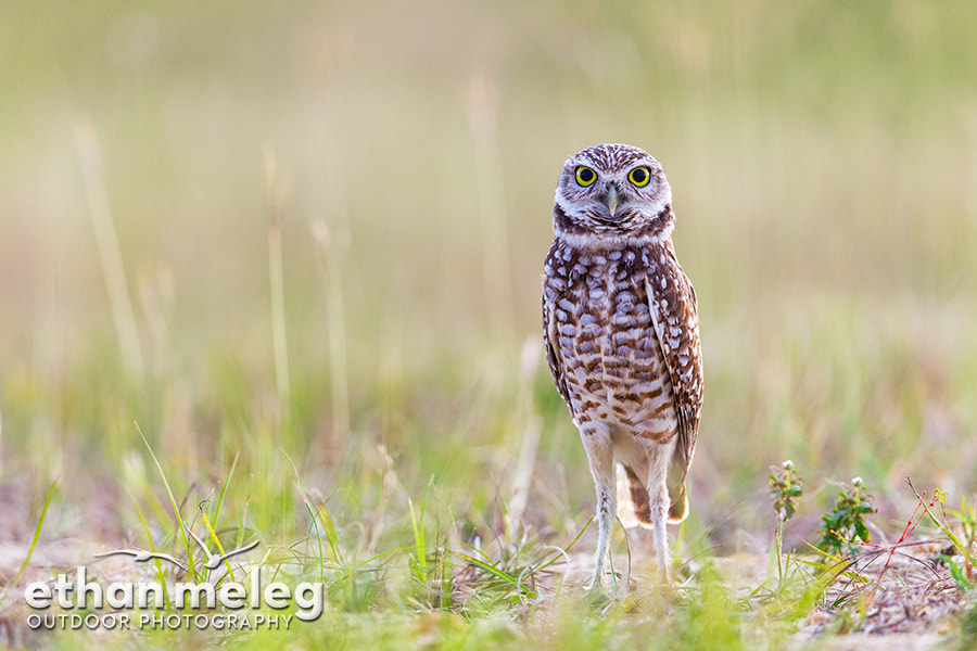 Canon EF 600mm F4L IS II USM sample photo. Burrowing owl photography