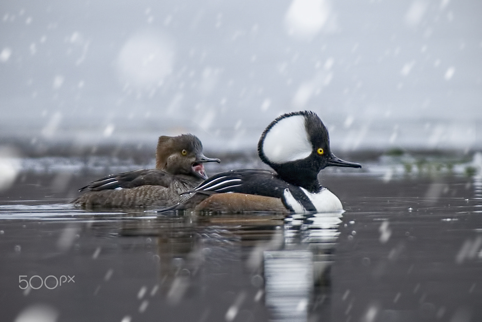 Nikon D3S + Nikon AF-S Nikkor 300mm F4D ED-IF sample photo. Hoodies in the snow photography