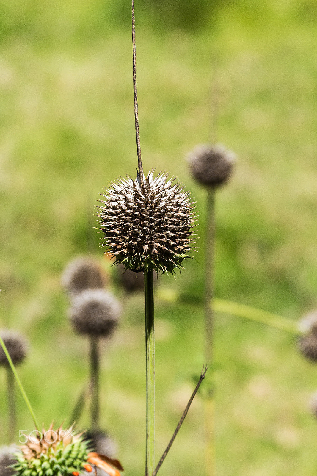 Canon EF 28-135mm F3.5-5.6 IS USM sample photo. Flowers at the moor photography