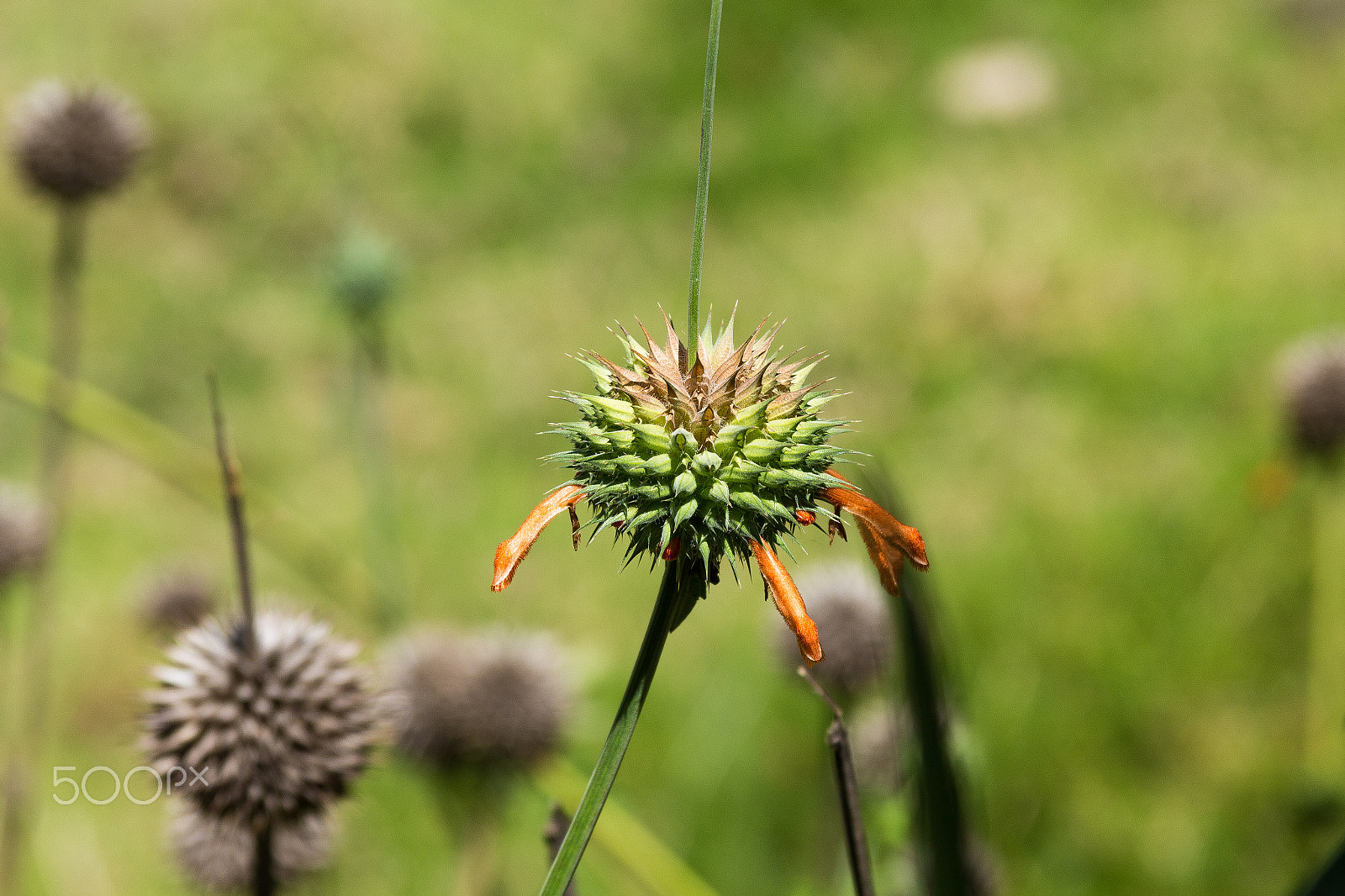 Canon EF 28-135mm F3.5-5.6 IS USM sample photo. Flowers at the moor photography
