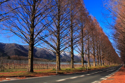 滋賀県 メタセコイア並木路