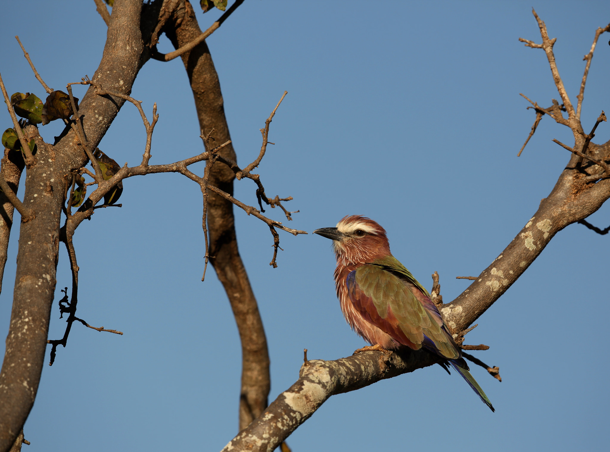 Canon EF 500mm F4L IS II USM sample photo. Rufous-crowned roller photography