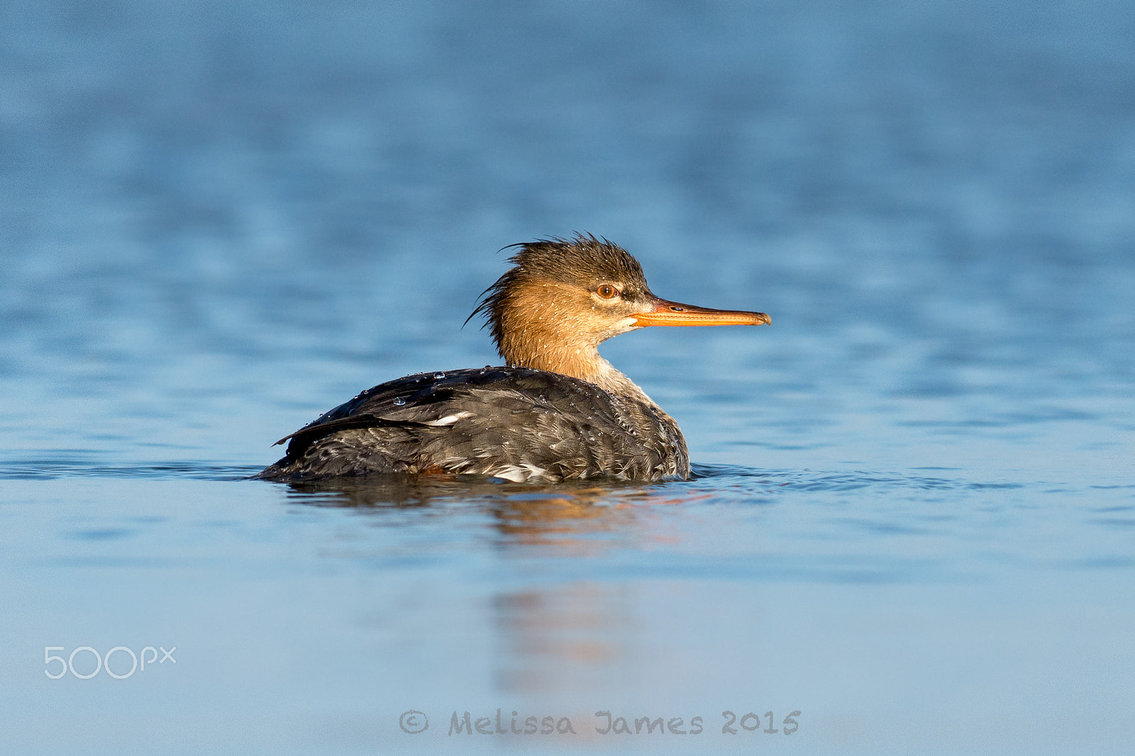 Nikon AF-S Nikkor 300mm F2.8G ED VR II sample photo. Red-breasted merganser photography