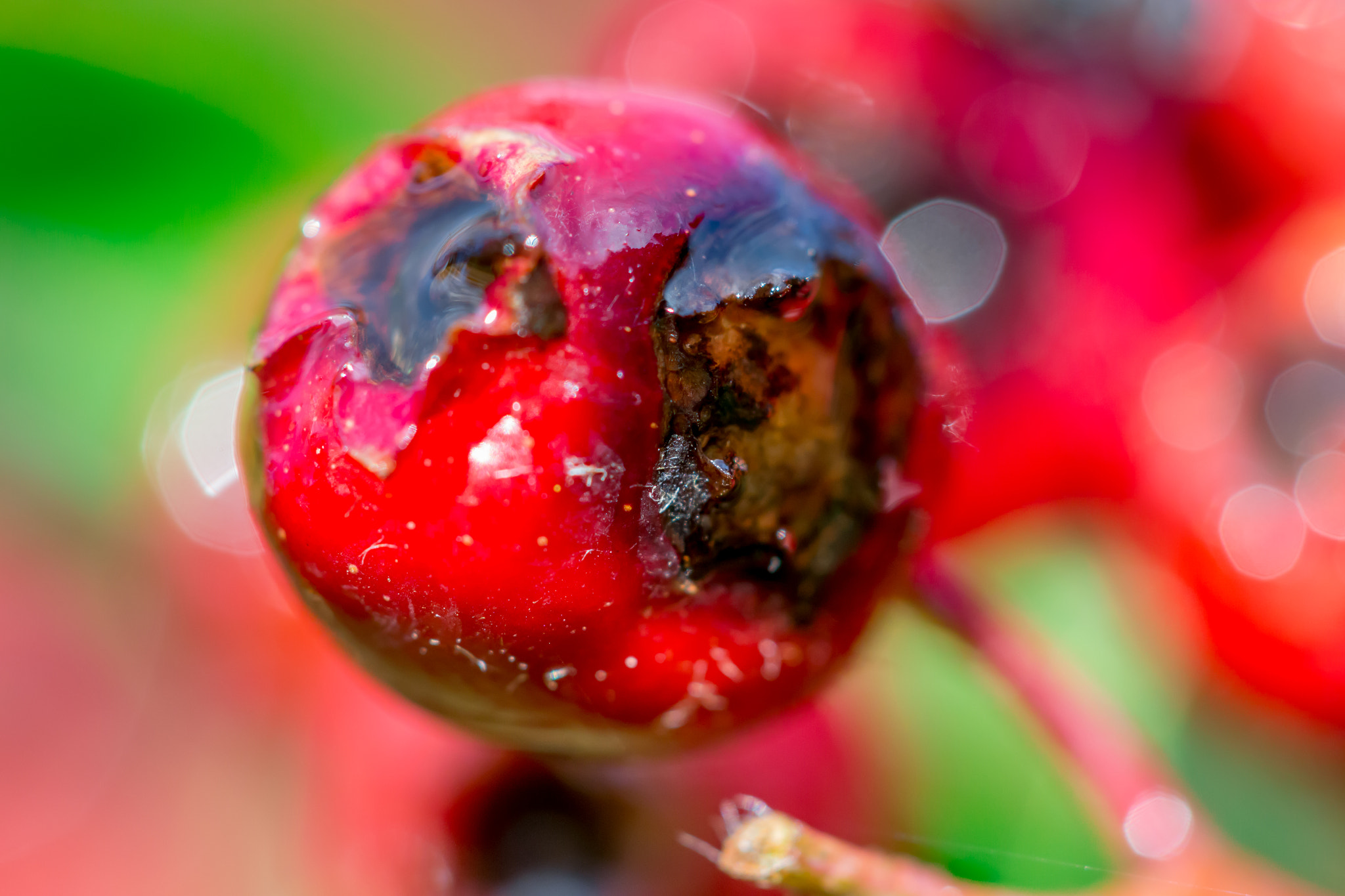 Canon EOS 100D (EOS Rebel SL1 / EOS Kiss X7) + Canon EF 100mm F2.8 Macro USM sample photo. Rain soaked berry photography