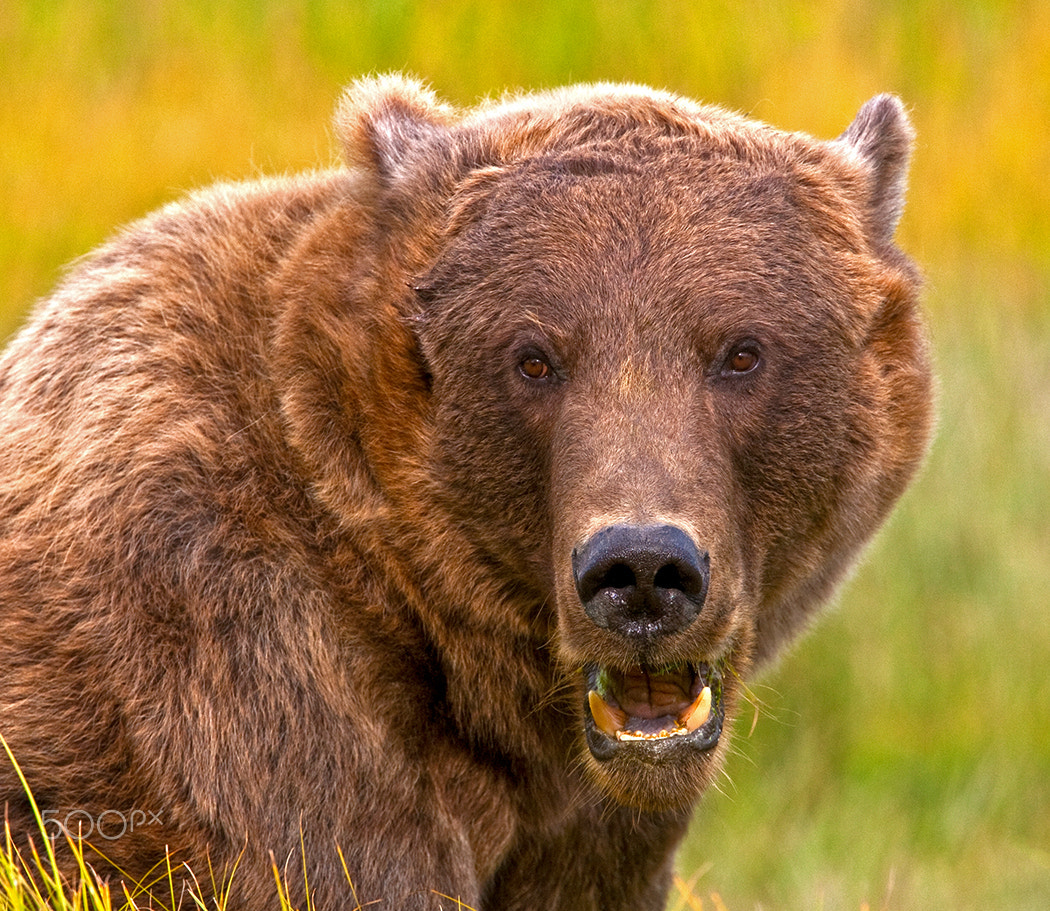 Canon EOS-1Ds Mark III + Canon EF 400mm F2.8L IS USM sample photo. The grizzly stare photography