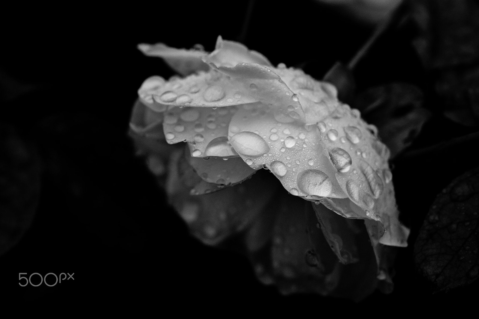 Canon EF 50mm F2.5 Macro sample photo. Wet flower photography