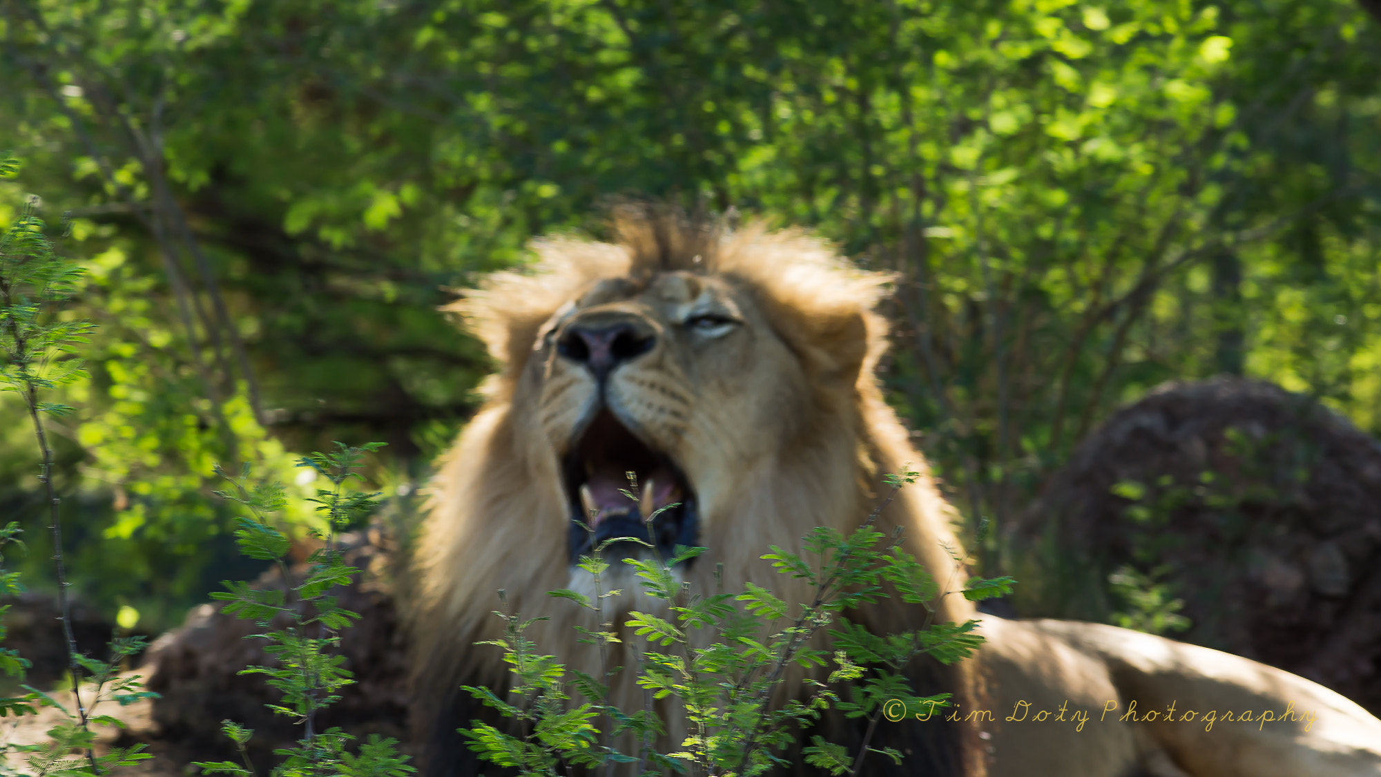 Minolta AF 200mm F2.8 G APO sample photo. African lion photography