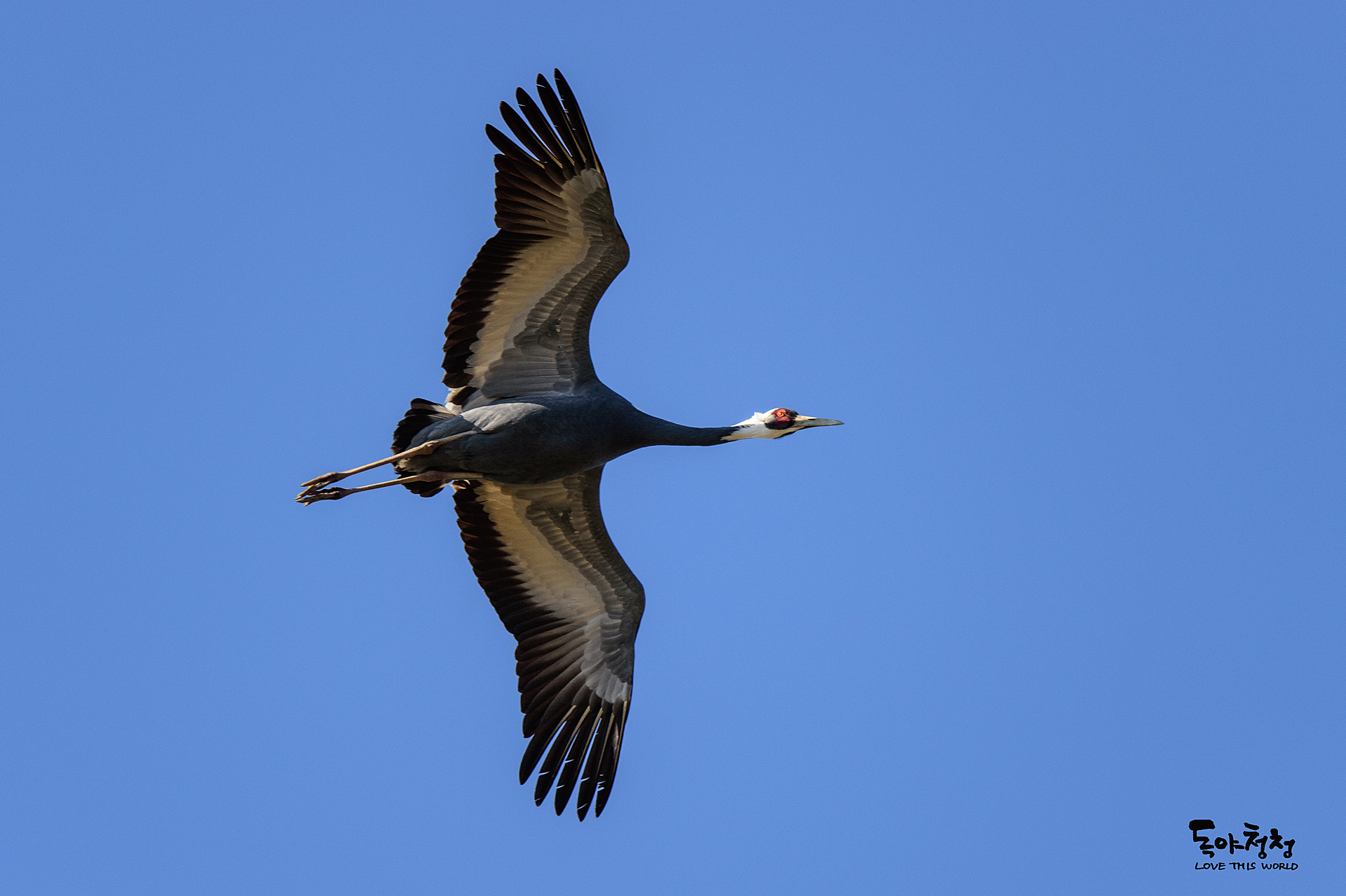 Nikon D4S sample photo. White naped crane photography