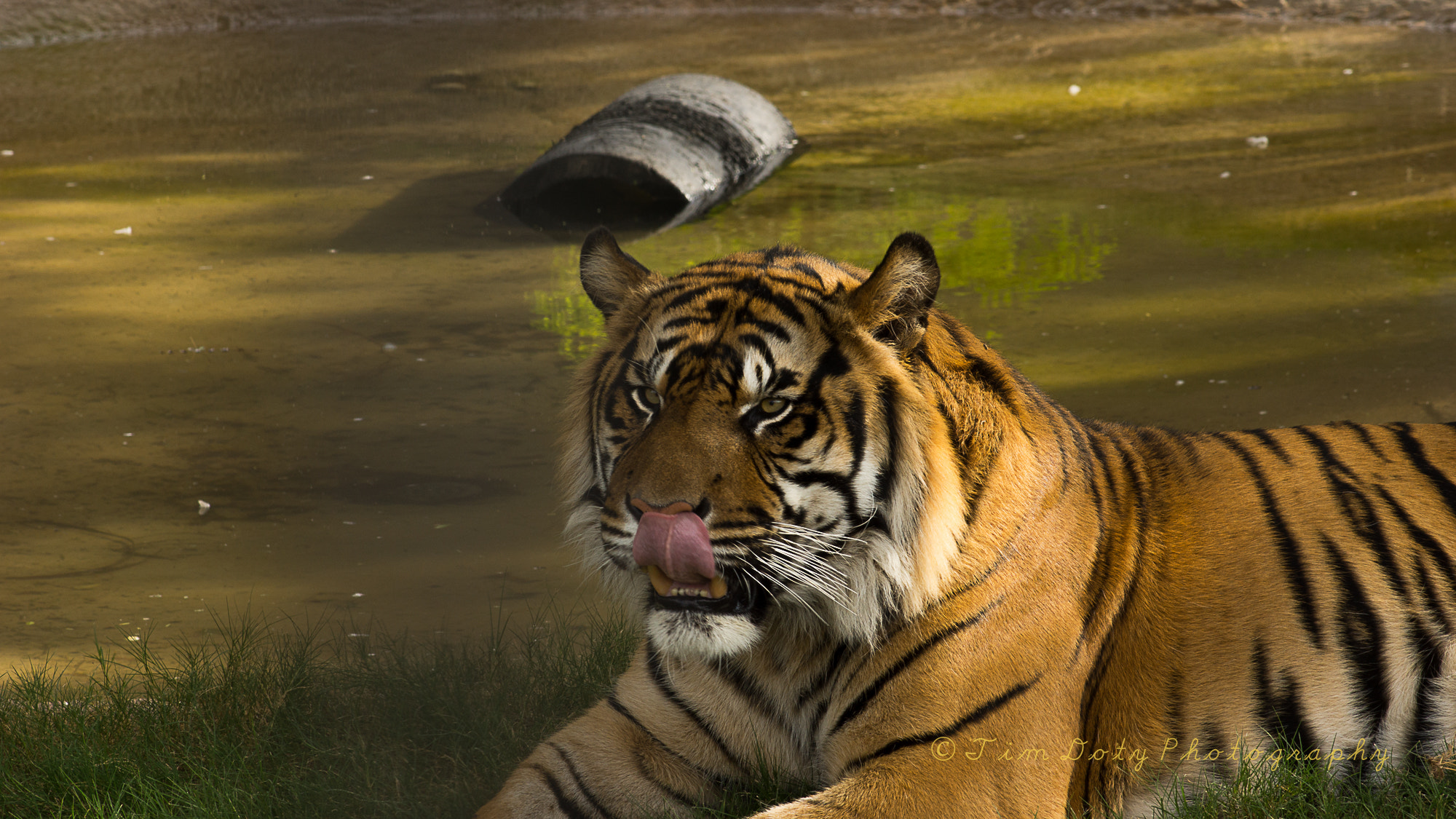 Minolta AF 200mm F2.8 G APO sample photo. Sumatran tiger photography