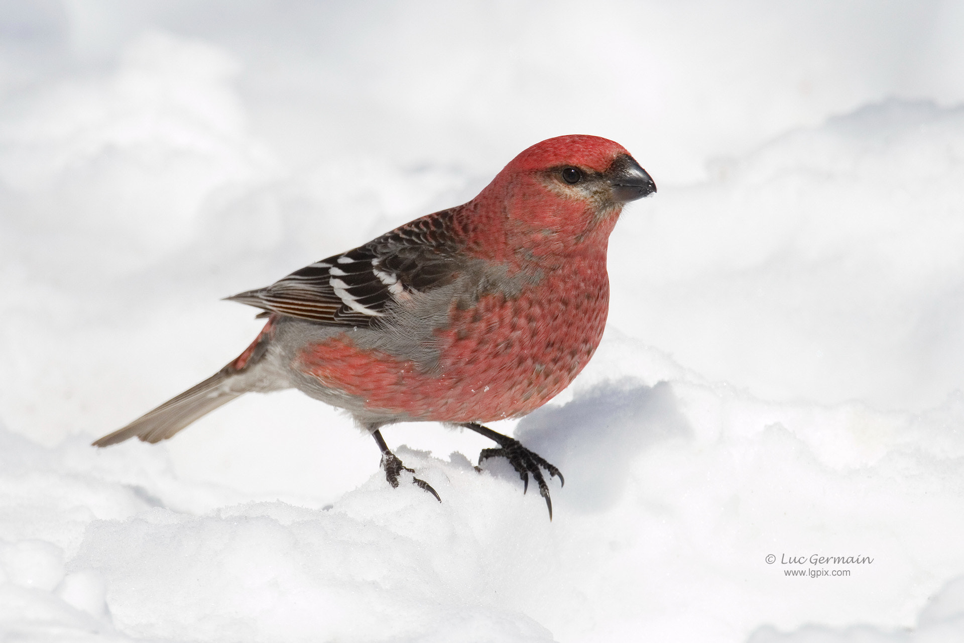 Canon EF 500mm F4L IS USM sample photo. Pine grosbeak photography