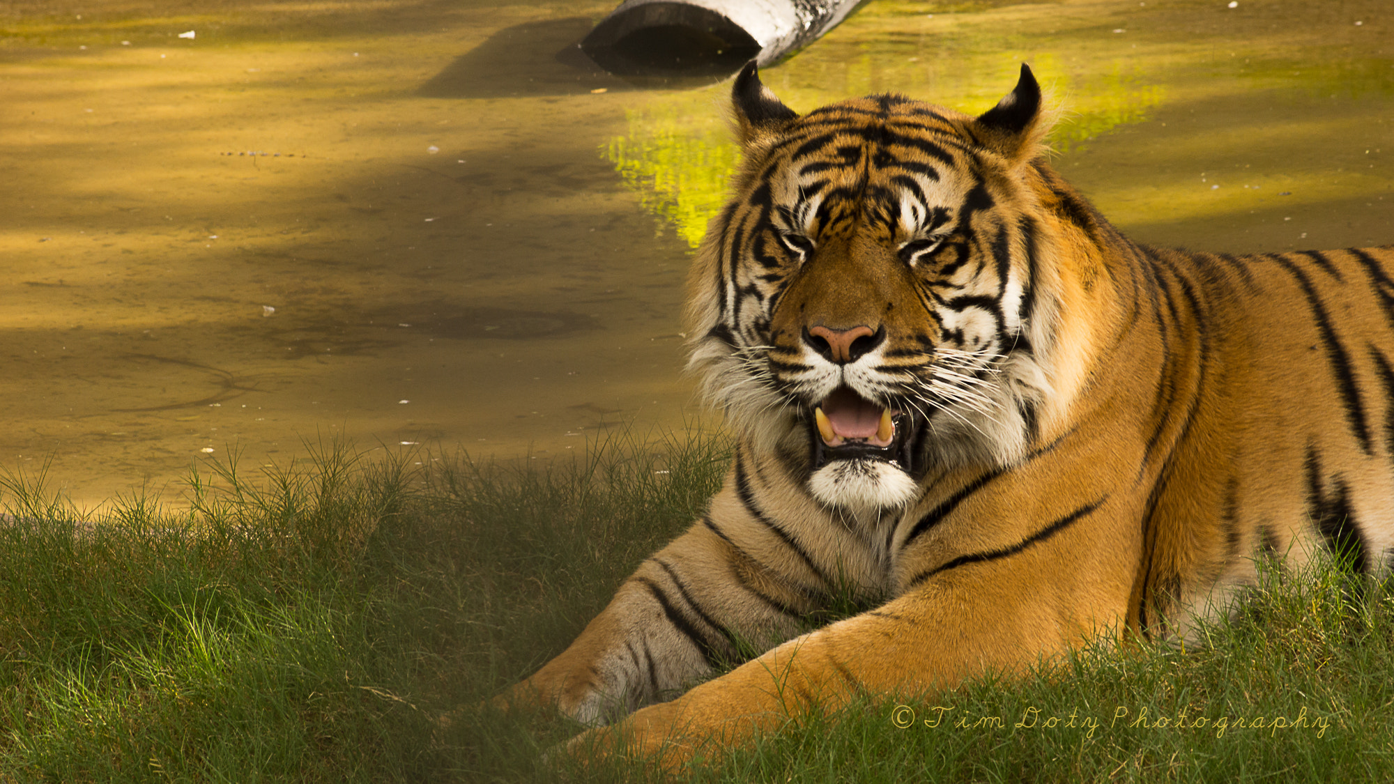 Minolta AF 200mm F2.8 G APO sample photo. Sumatran tiger photography