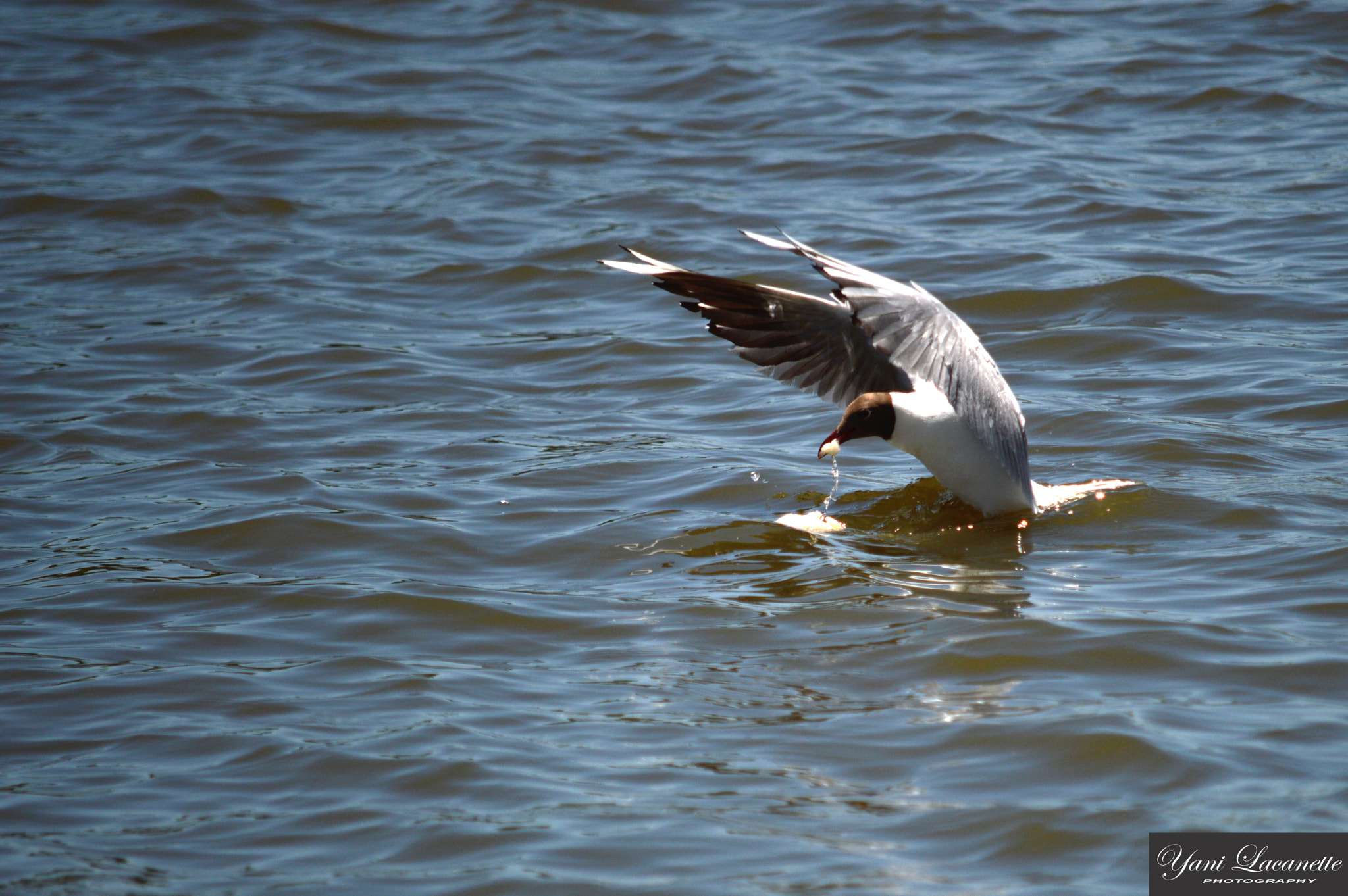 AF Zoom-Nikkor 35-80mm f/4-5.6D sample photo. El pan de cada dia! photography