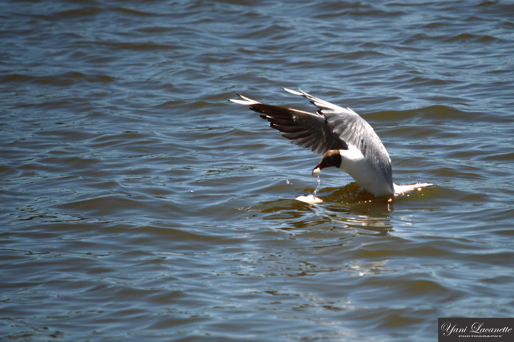 Nikon D3200 + AF Zoom-Nikkor 35-80mm f/4-5.6D sample photo. El pan de cada dia! photography