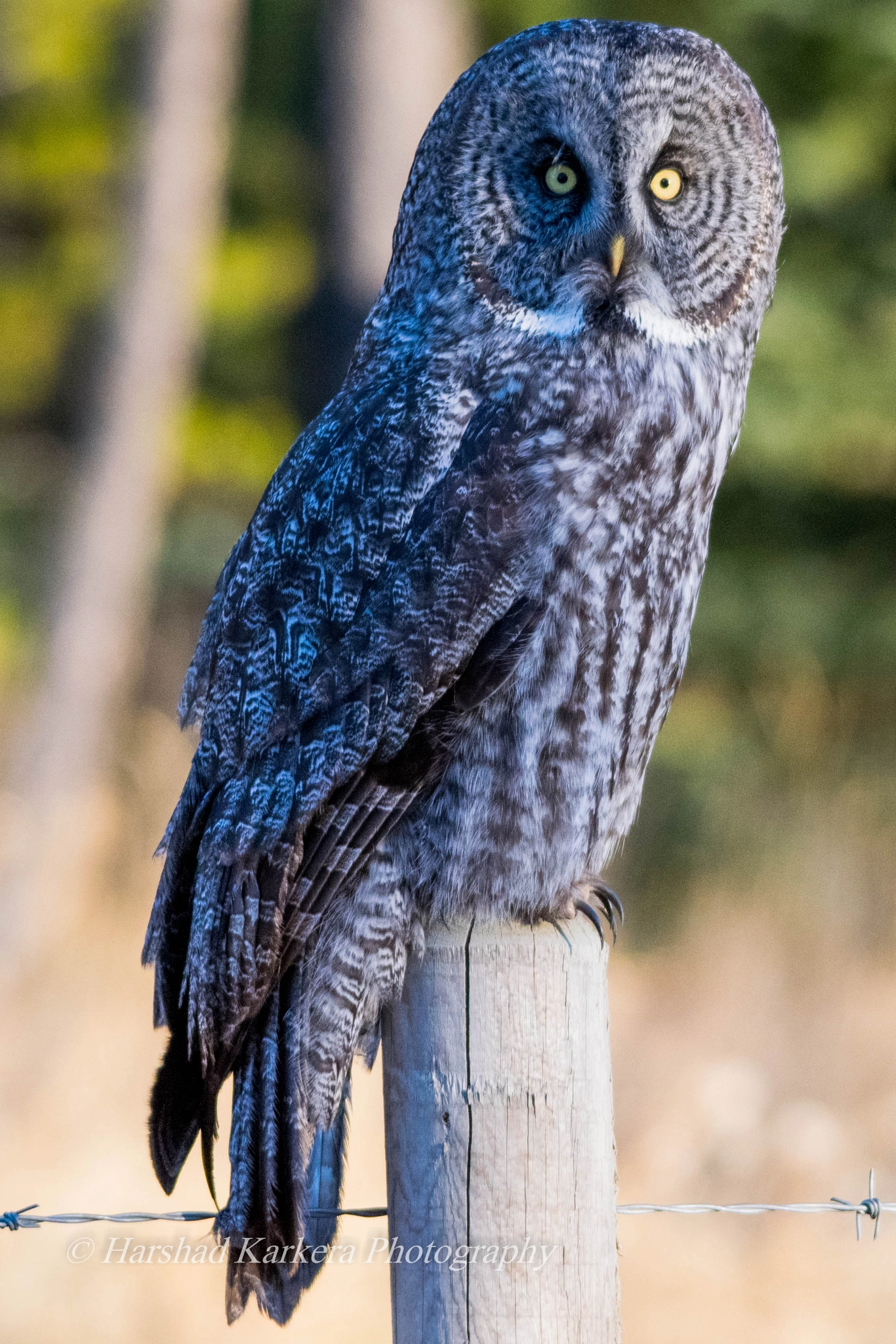 Sigma 150-500mm F5-6.3 DG OS HSM sample photo. Ghost of the forest!! photography
