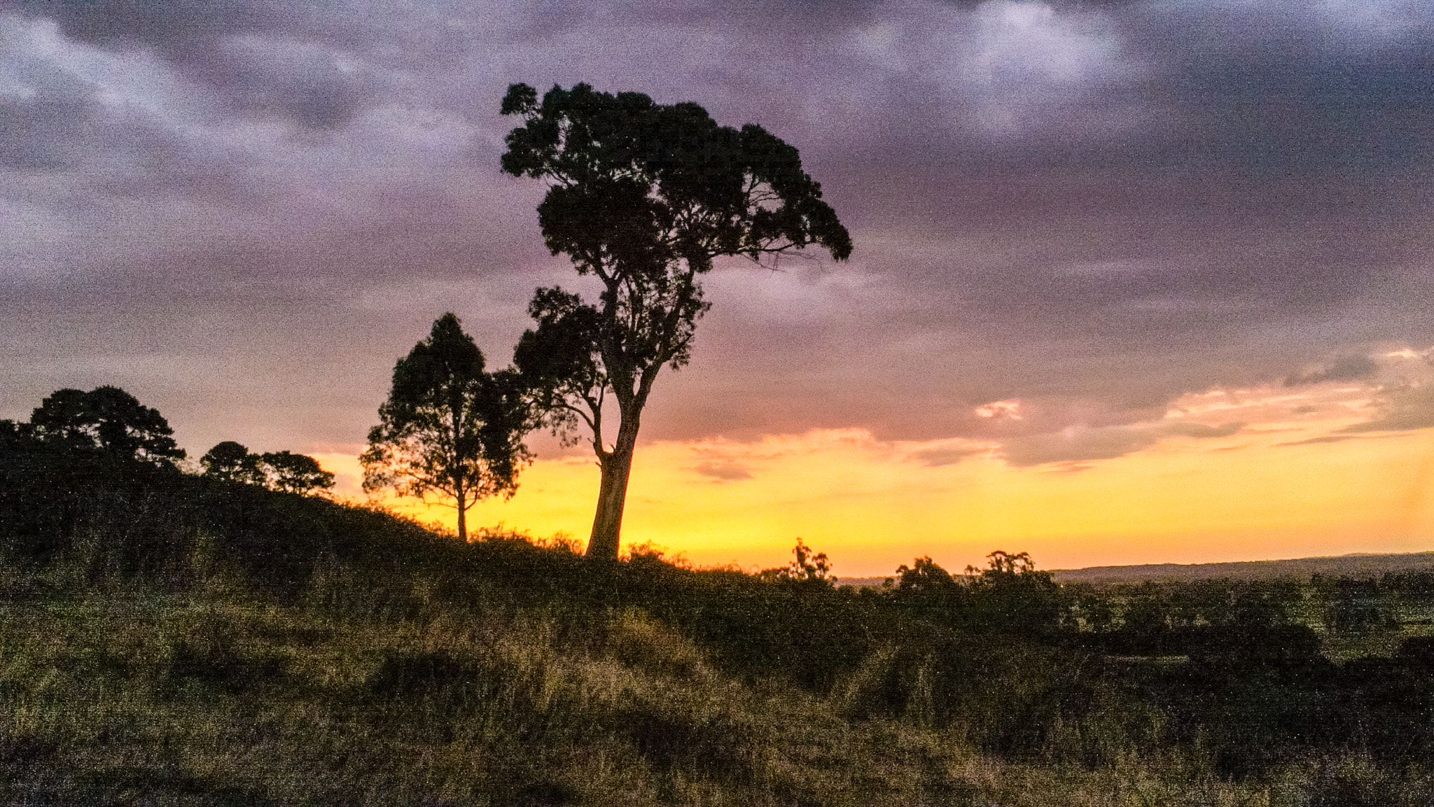 Nokia N9 sample photo. Lionking tree photography