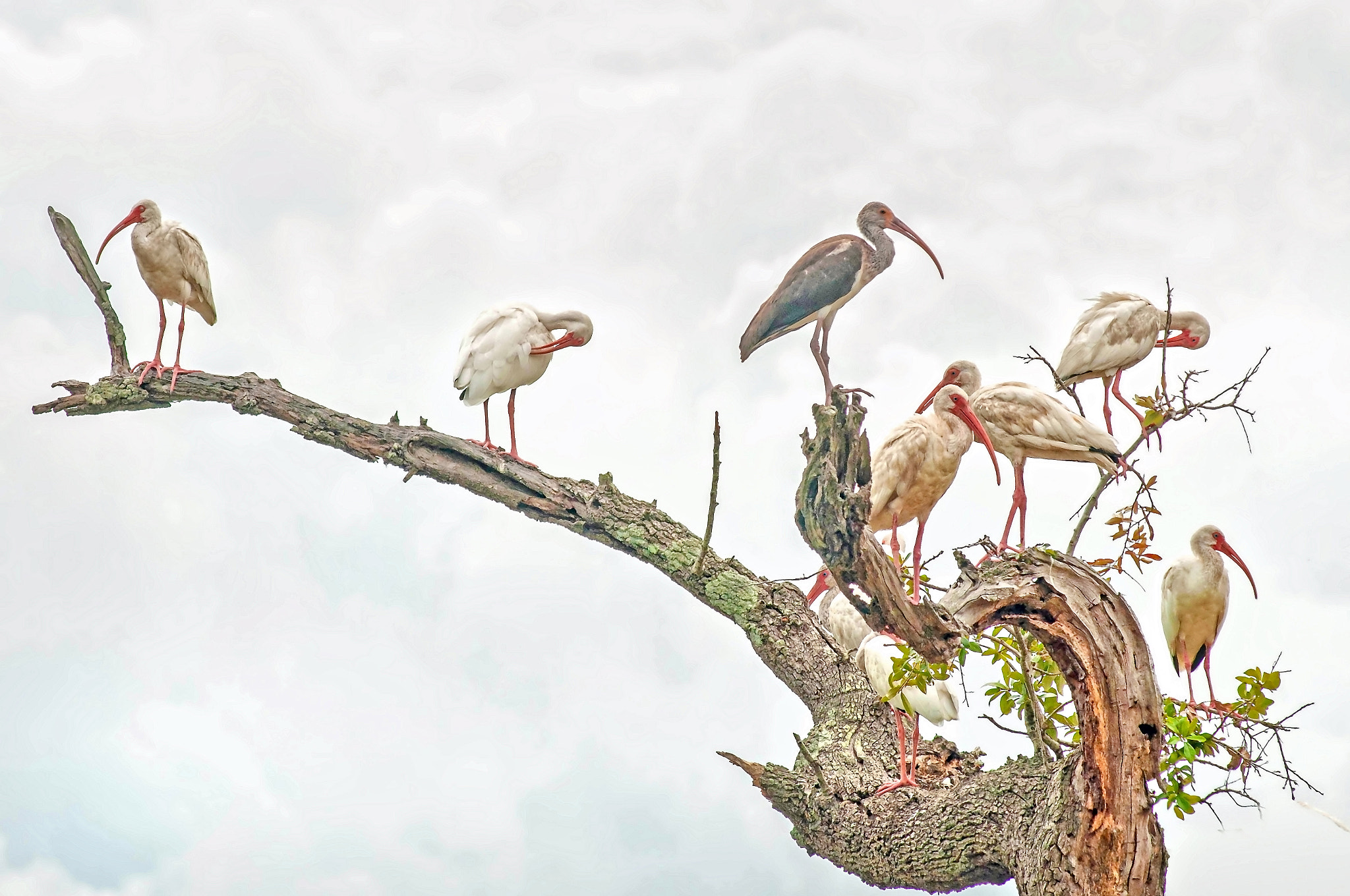 AF Zoom-Nikkor 80-200mm f/2.8 ED sample photo. Ibis gathering photography