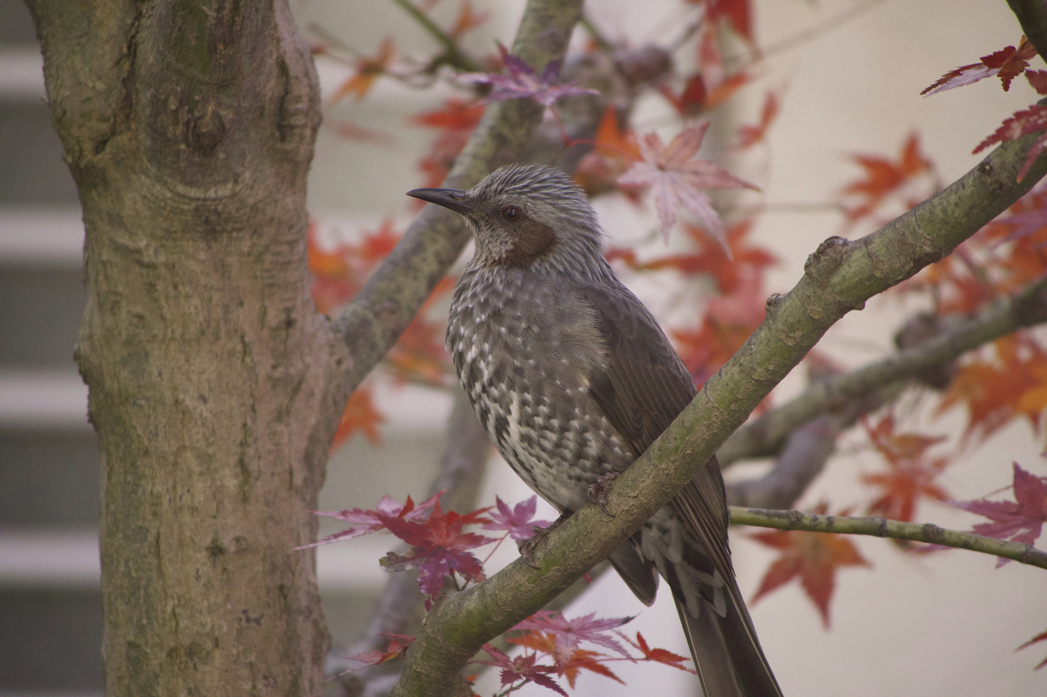 Panasonic Lumix DMC-GX8 sample photo. _1230516.jpg photography