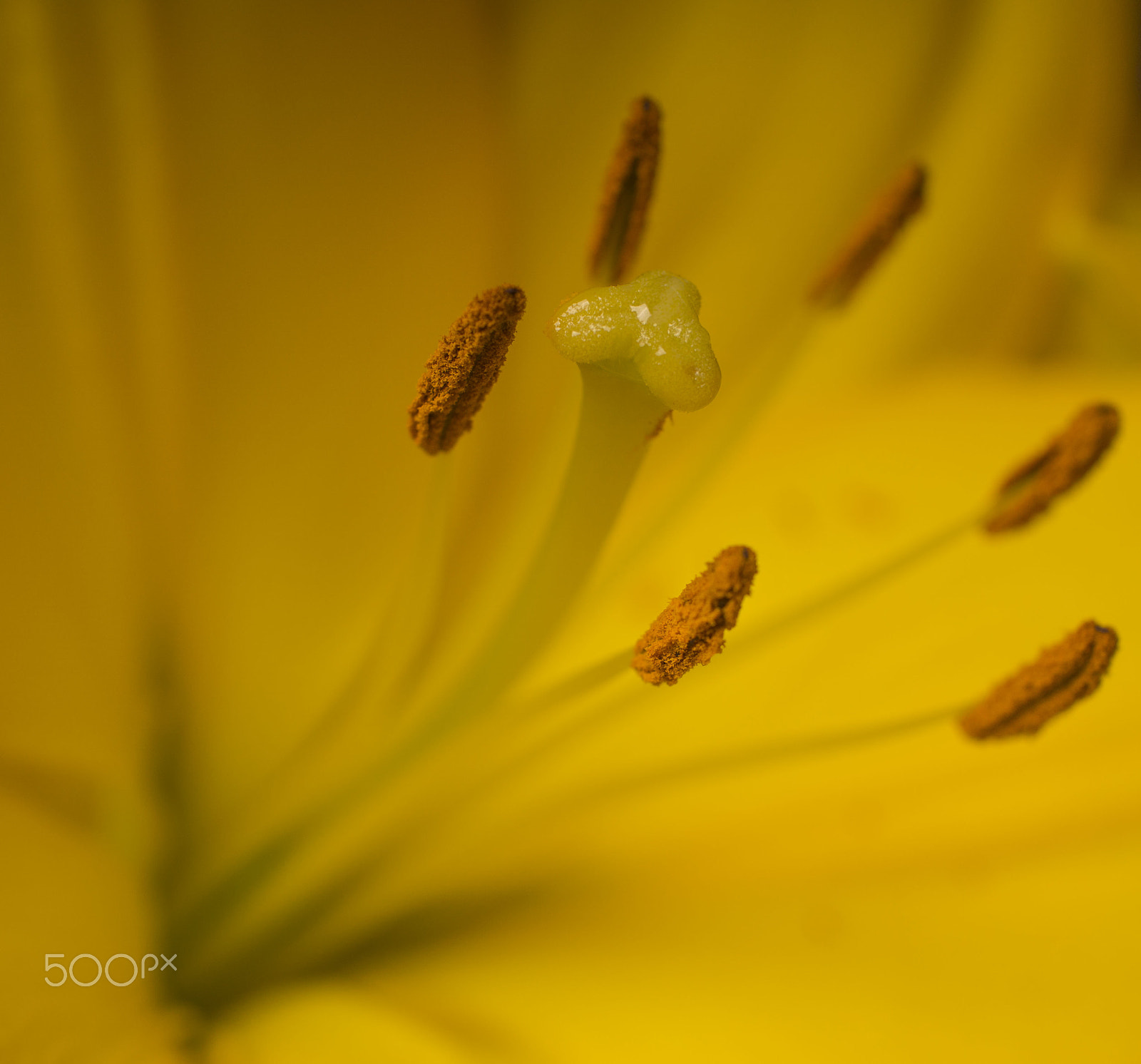 50mm F1.8 sample photo. Amarillo intenso photography