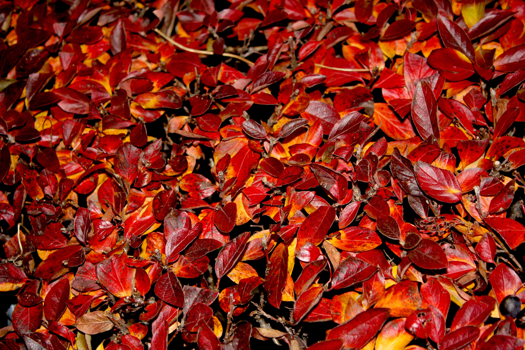 Canon EF-S 18-55mm F3.5-5.6 IS sample photo. Red hedge photography