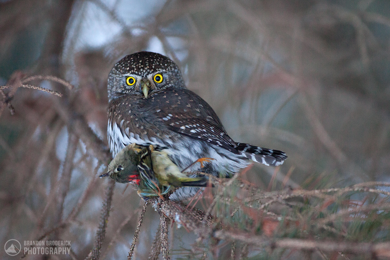 Canon EF 500mm F4L IS USM sample photo. Northern pygmy-owl and prey photography