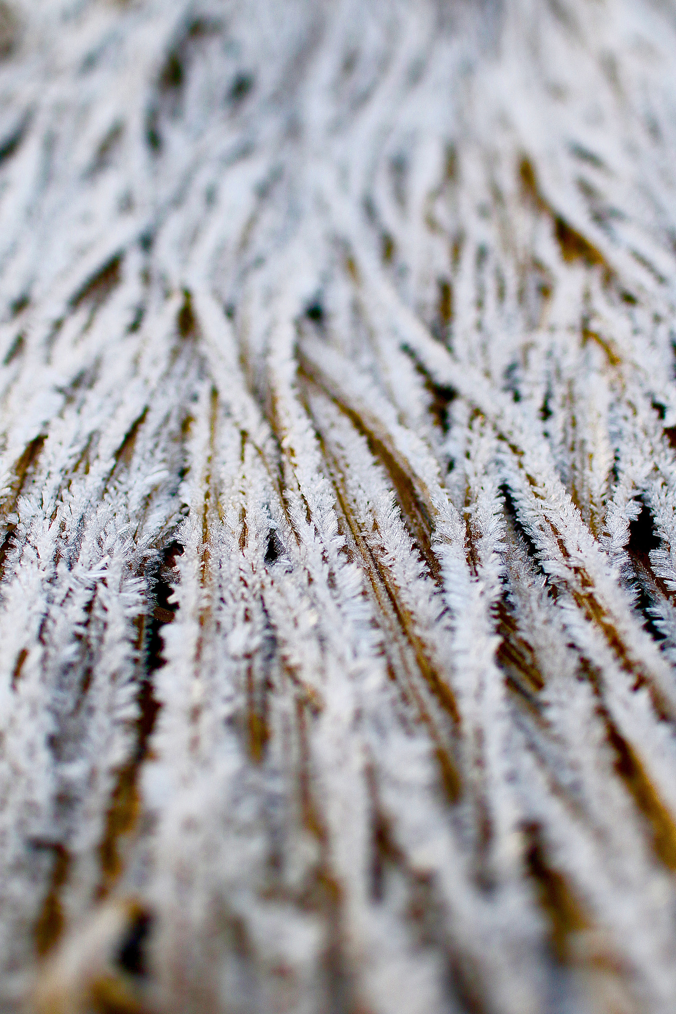 Sigma 30mm F1.4 EX DC HSM sample photo. Snow dust photography