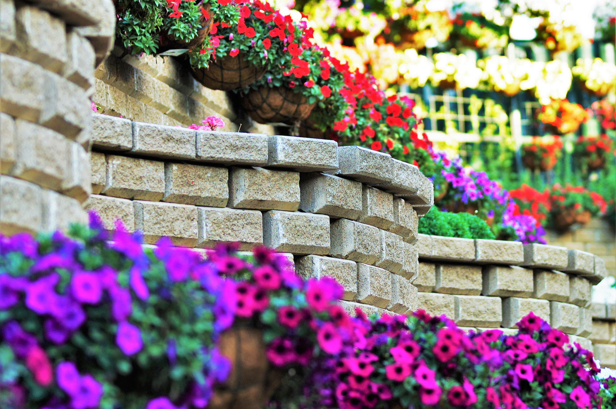 Sony SLT-A57 + Tamron Lens (255) sample photo. Flower wall photography