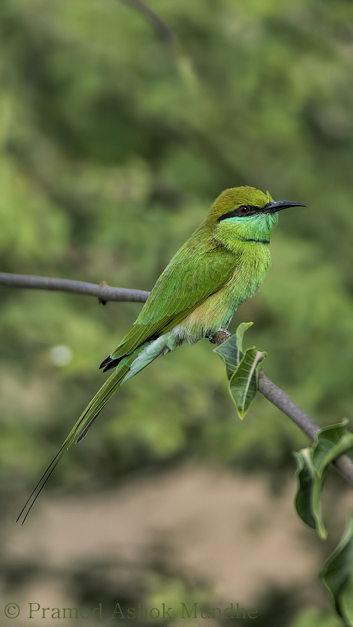Nikon D5300 + Nikon AF-S Nikkor 300mm F4D ED-IF sample photo. Green bee eater photography