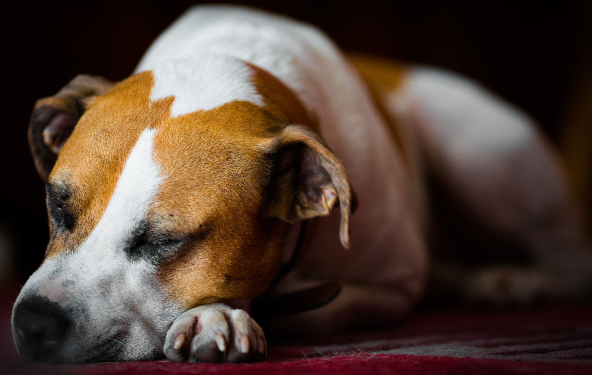Sony a7R II + Canon EF 135mm F2L USM sample photo. Let him lay... photography