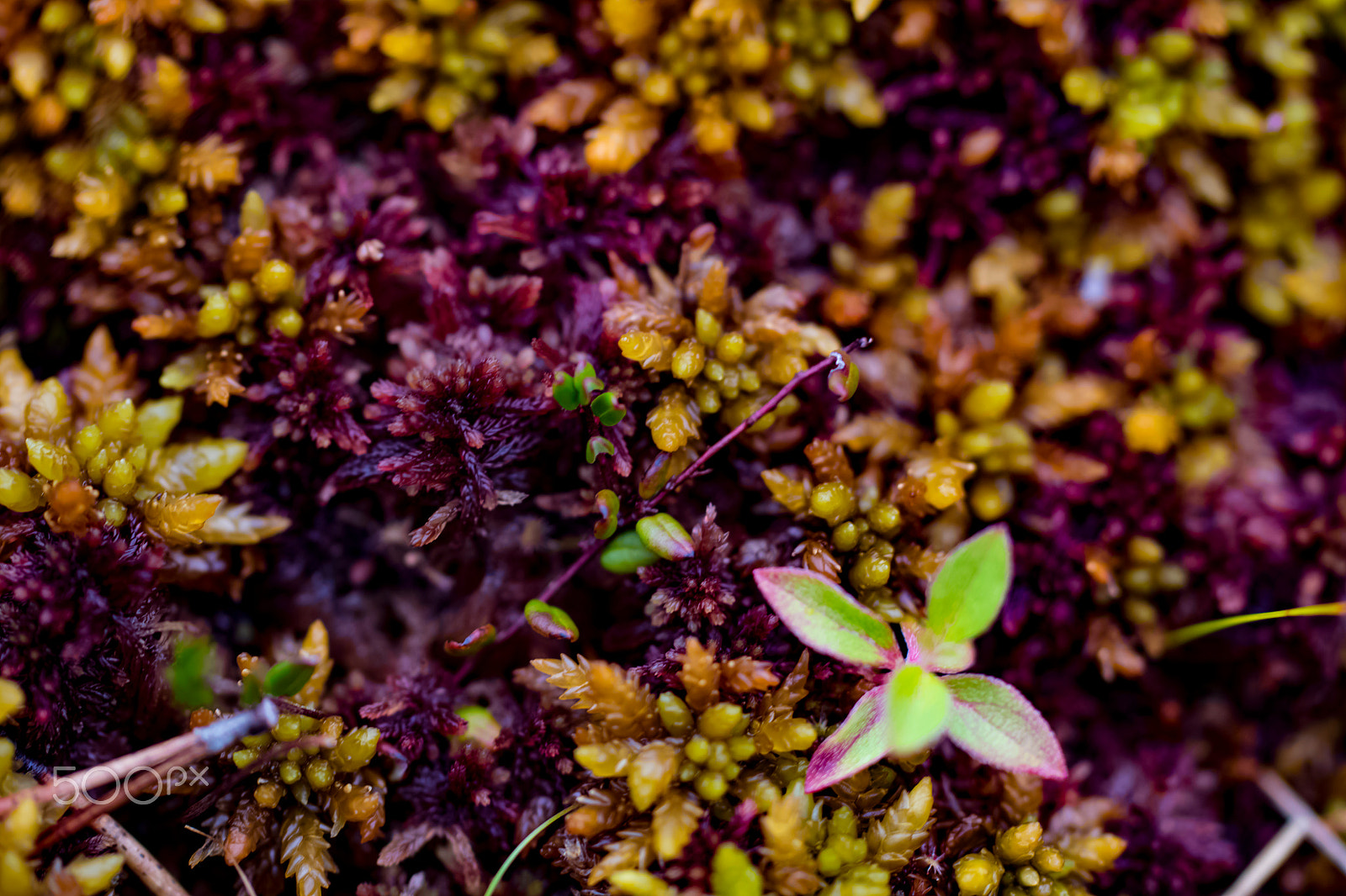 Canon EOS 7D Mark II + Tamron SP AF 60mm F2 Di II LD IF Macro sample photo. Maroon & gold photography