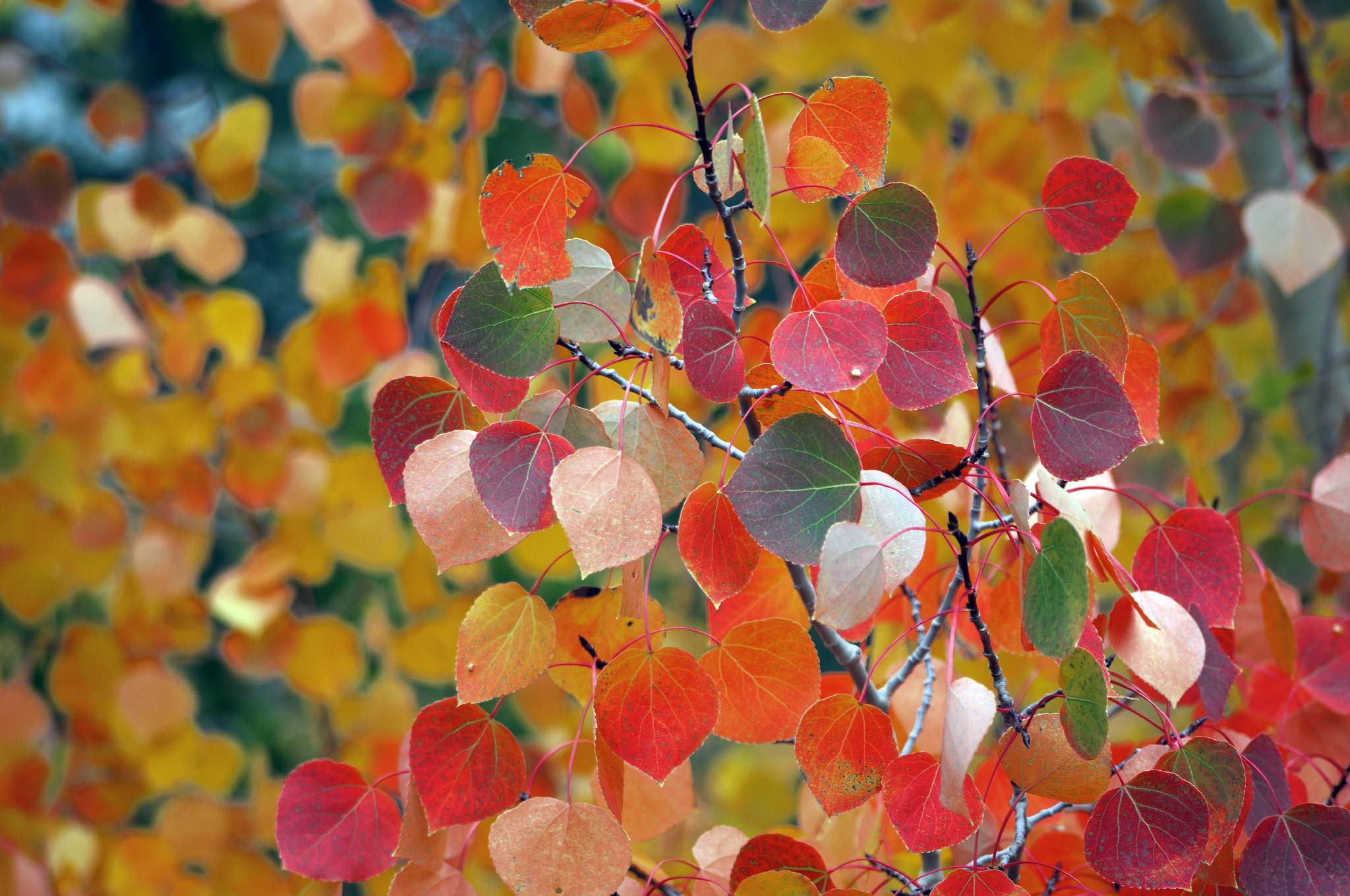 Panasonic Lumix DMC-G1 sample photo. Aspen fall colors photography