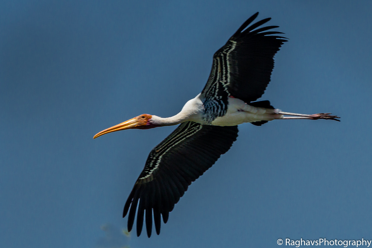 Canon EF 100-400mm F4.5-5.6L IS USM sample photo. Stork flight photography