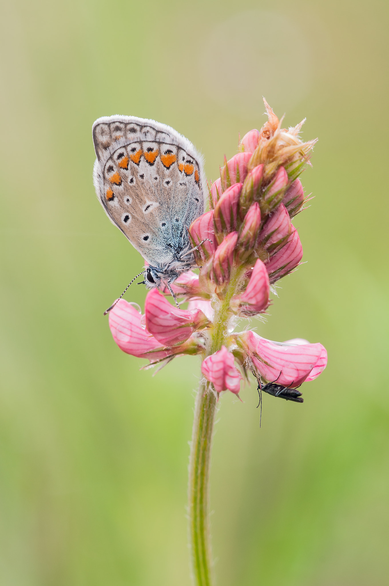 Sigma 150mm F2.8 EX DG Macro HSM sample photo. Common blue (bläuling) photography